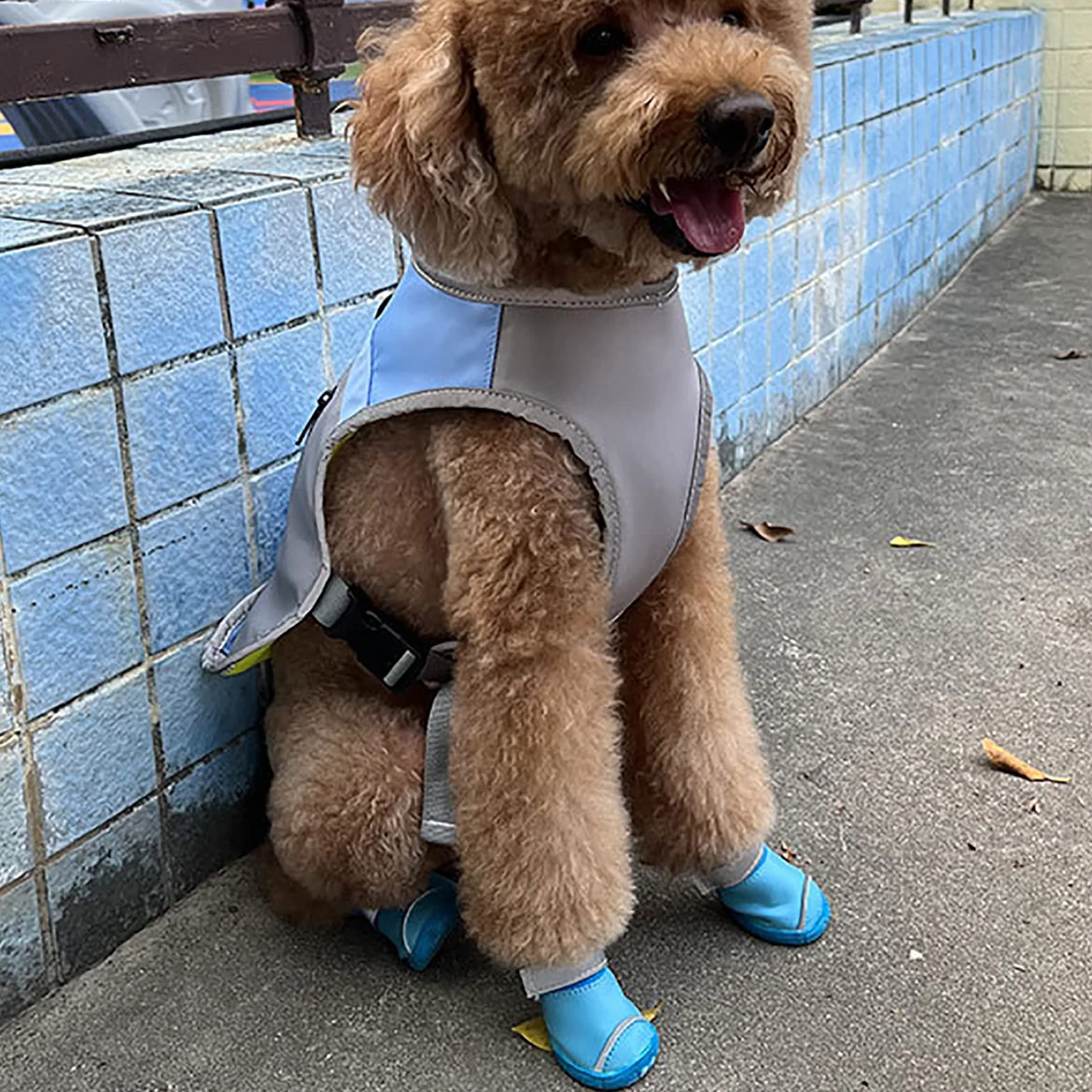 Bottes de Protection pour Chien Ensemble Imperméable Chaussures Chien Antidérapantes Chaussures Chiens Chaudes Résistantes pour Les Chiens
