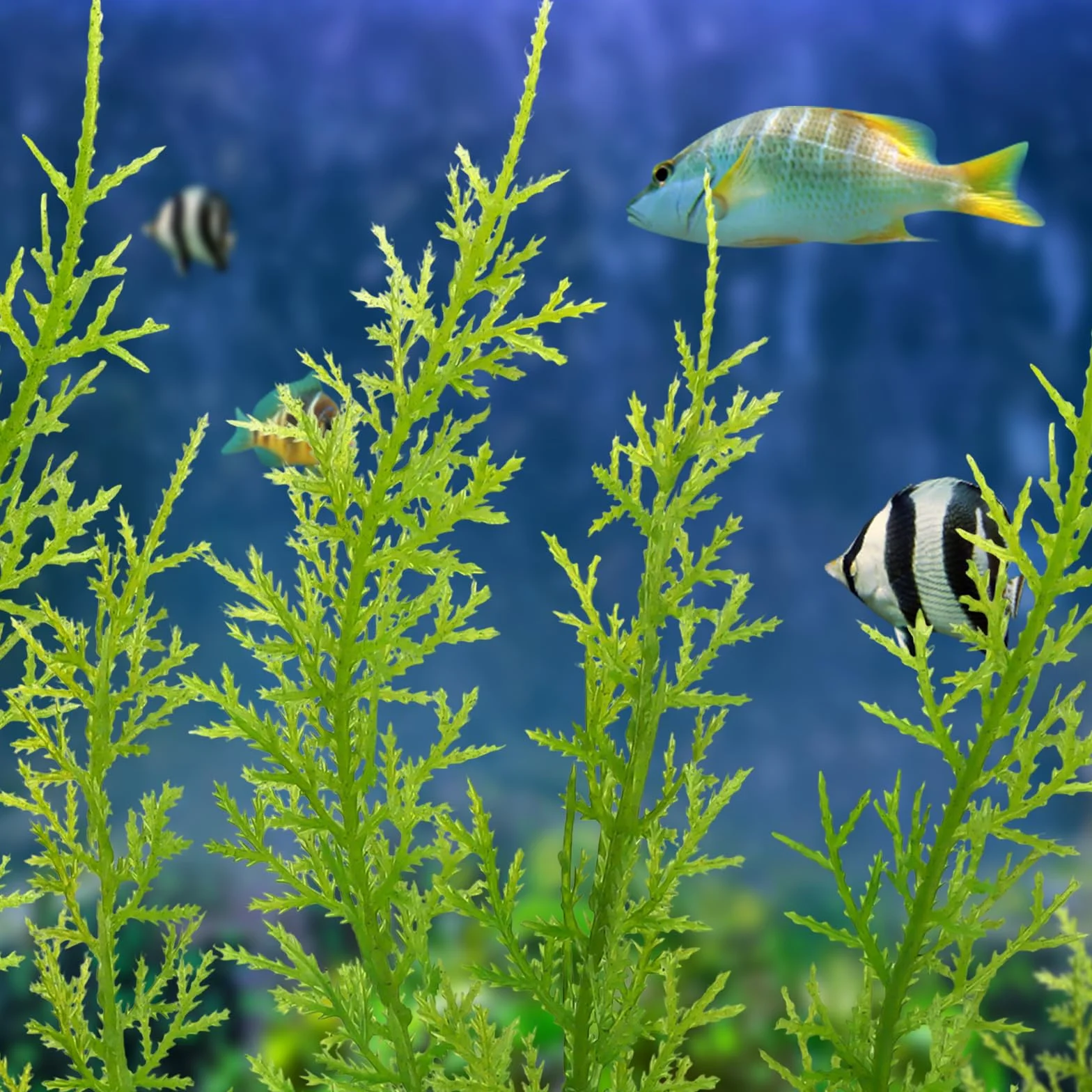 QUOZUO Accessoires pour aquarium - Grandes plantes vertes - 3 pièces