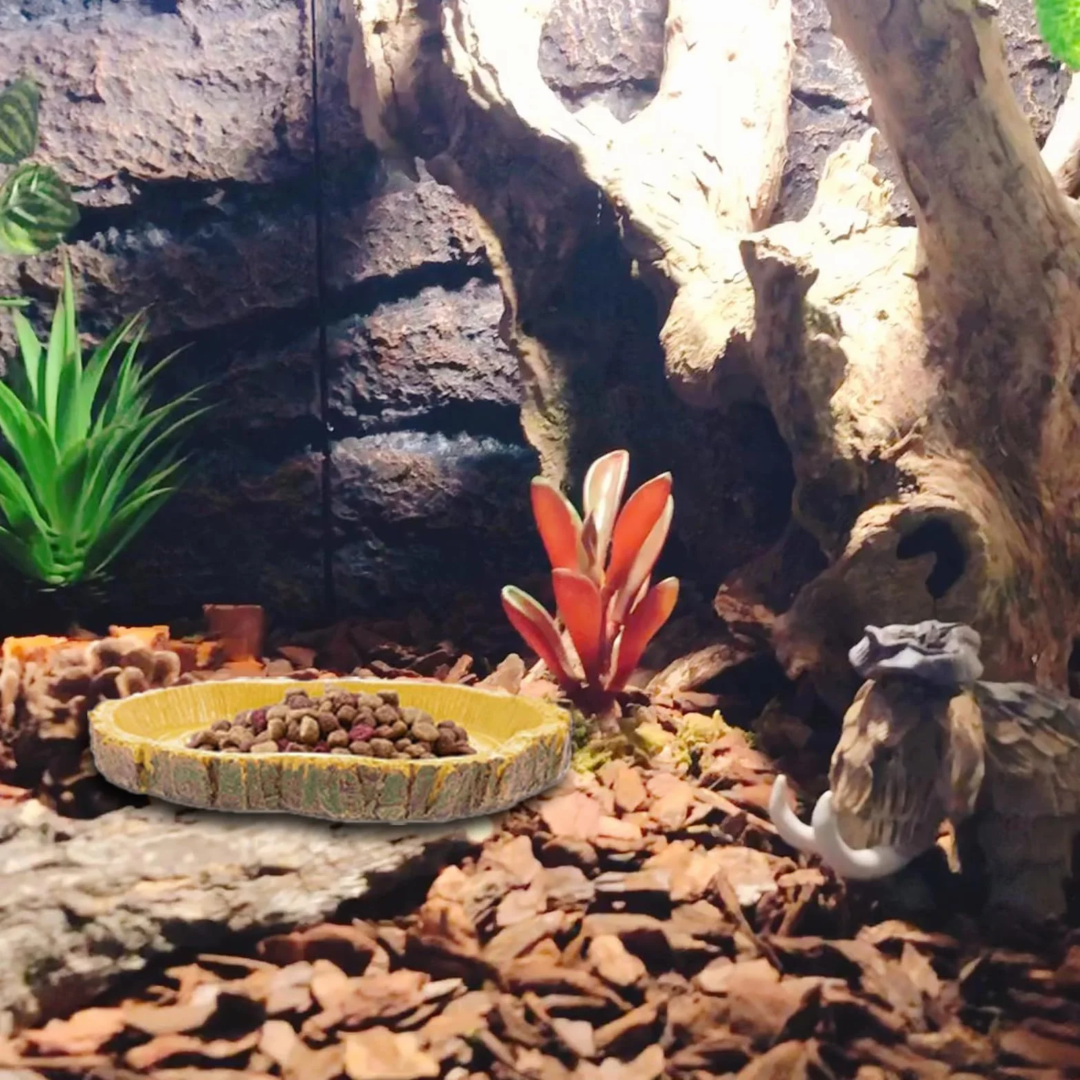 Gamelle Tortue Terrestre Nature Bol d'eau pour Reptiles Intéressant