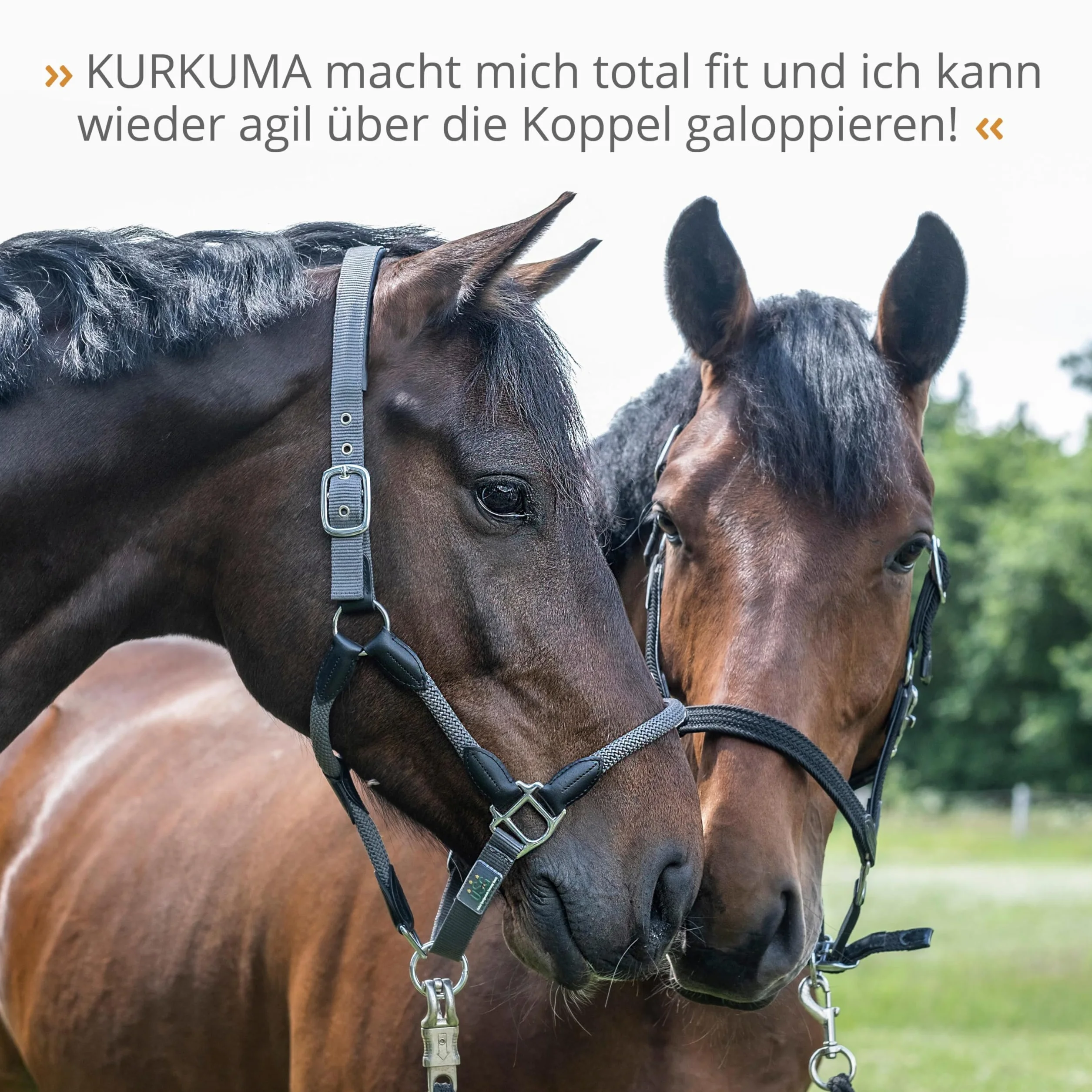 STRÖH Curcuma pour chevaux 1 L - Complément articulaire cartilage ligaments tendons