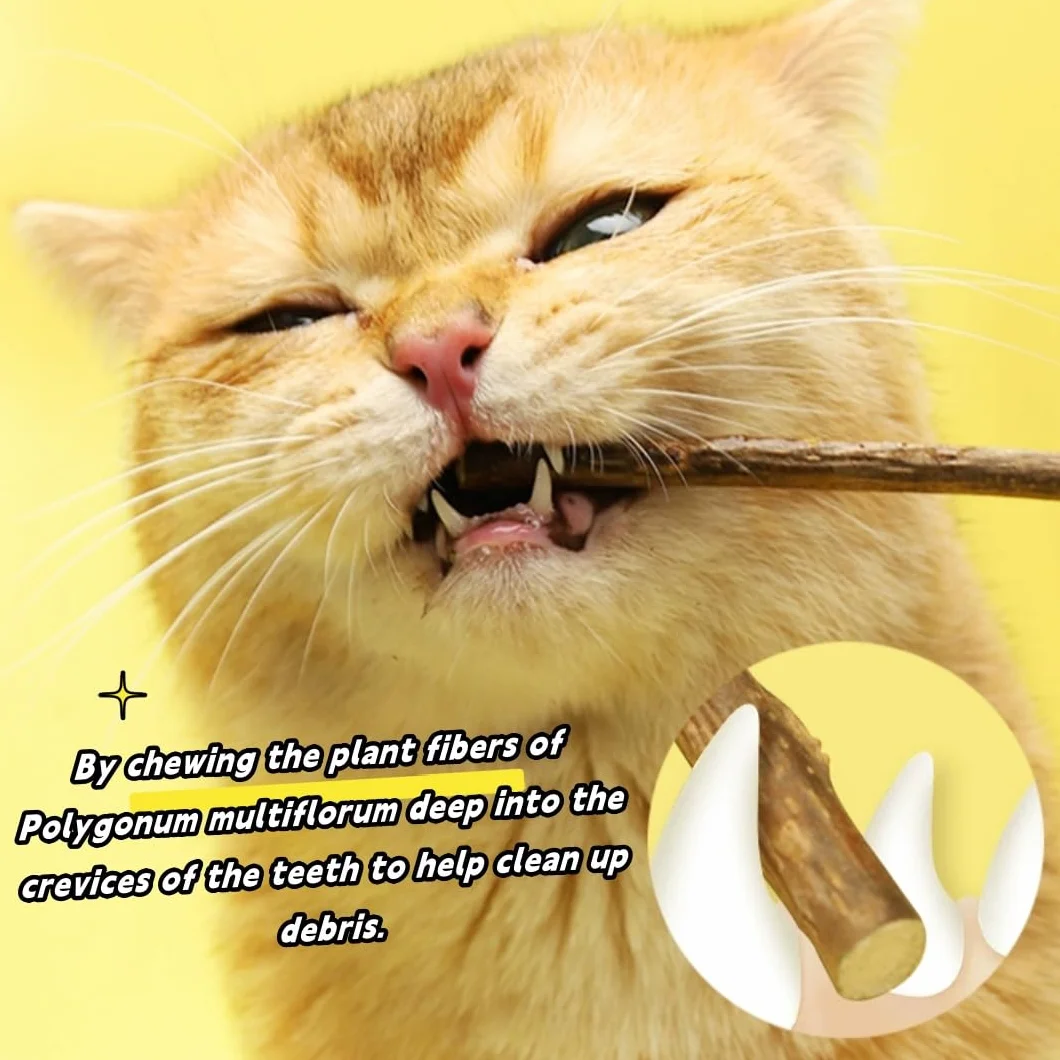 Matatabi Bâtonnets d'Herbe à Chat Naturels 40pcs Bois Grincement de Dents