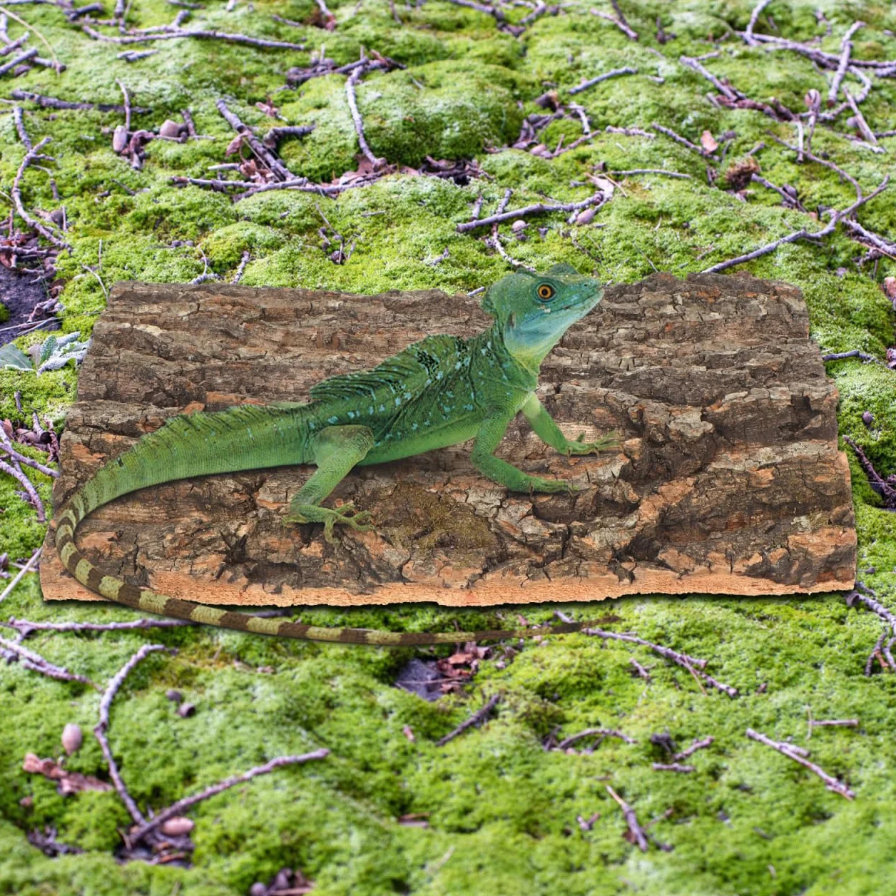 Garneck Parois arrière en écorce de liège pour terrarium 30 x 20 cm – Surface d'escalade pour reptiles