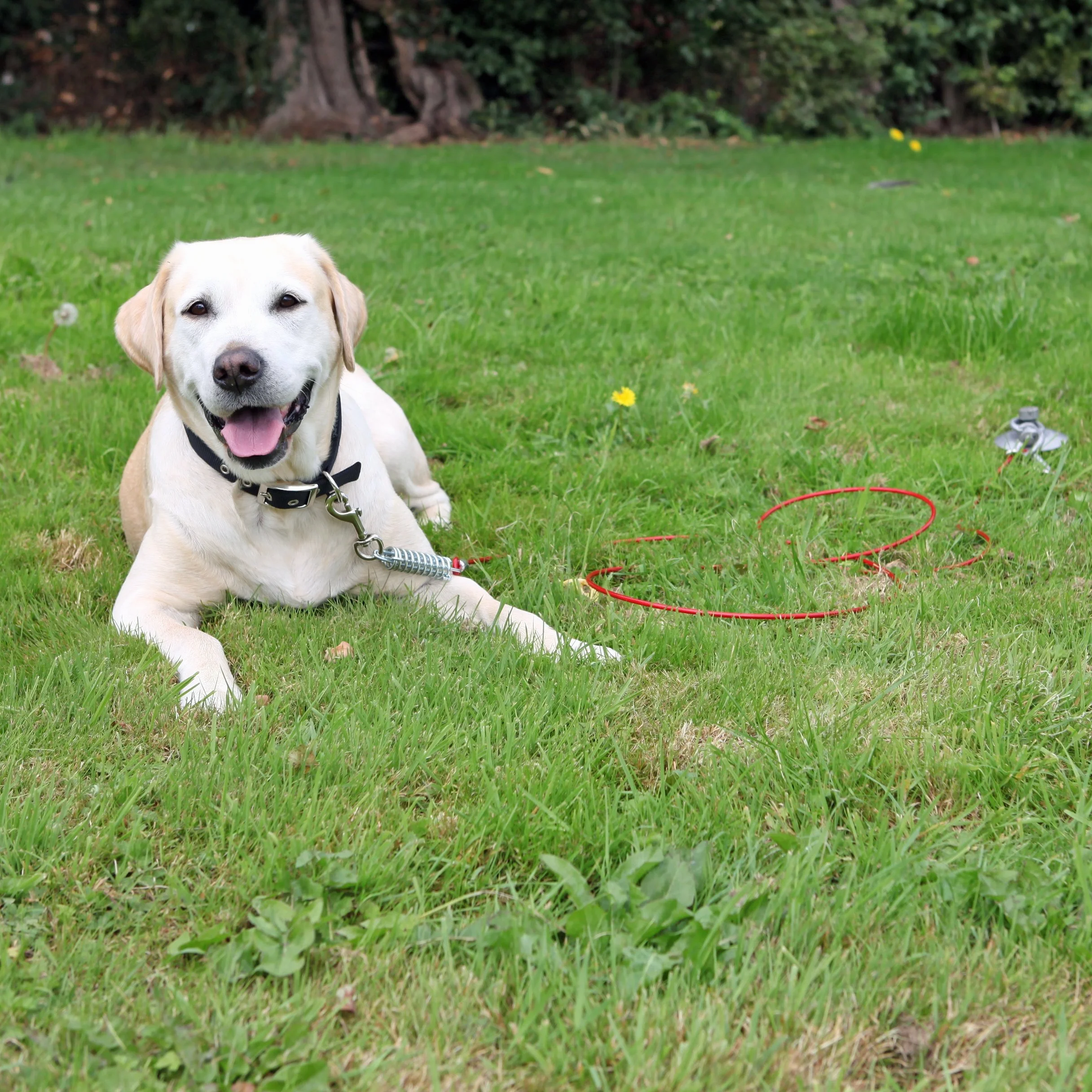 Rosewood Ultra Robuste Piquet d'attache pour Chien