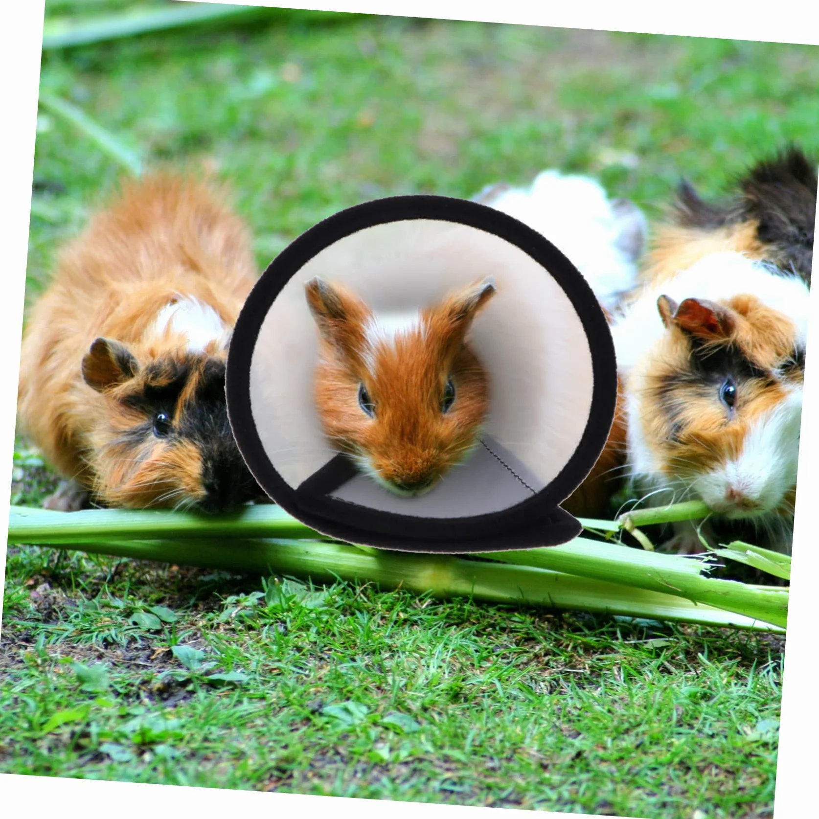 minkissy Lot De 2 Colliers Anti-picage pour Hamster Protection Anti Léchage, Tour De Cou en Matériau Léger, Taille Unique, Accessoires pour Soins Et Récupération des Petits Animaux