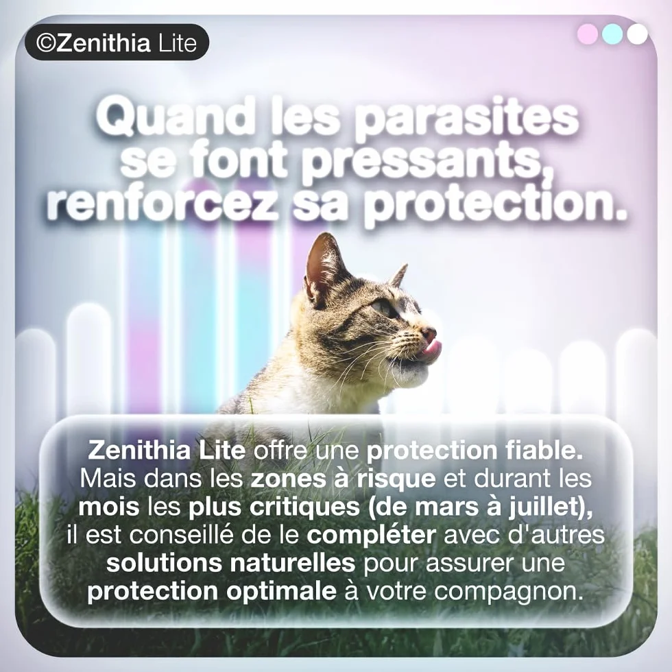 Collier Antiparasitaire Chat ZENITHIA Lite 48 cm Anti-Puces Tiques Moustiques 12 Mois Protection Étanche