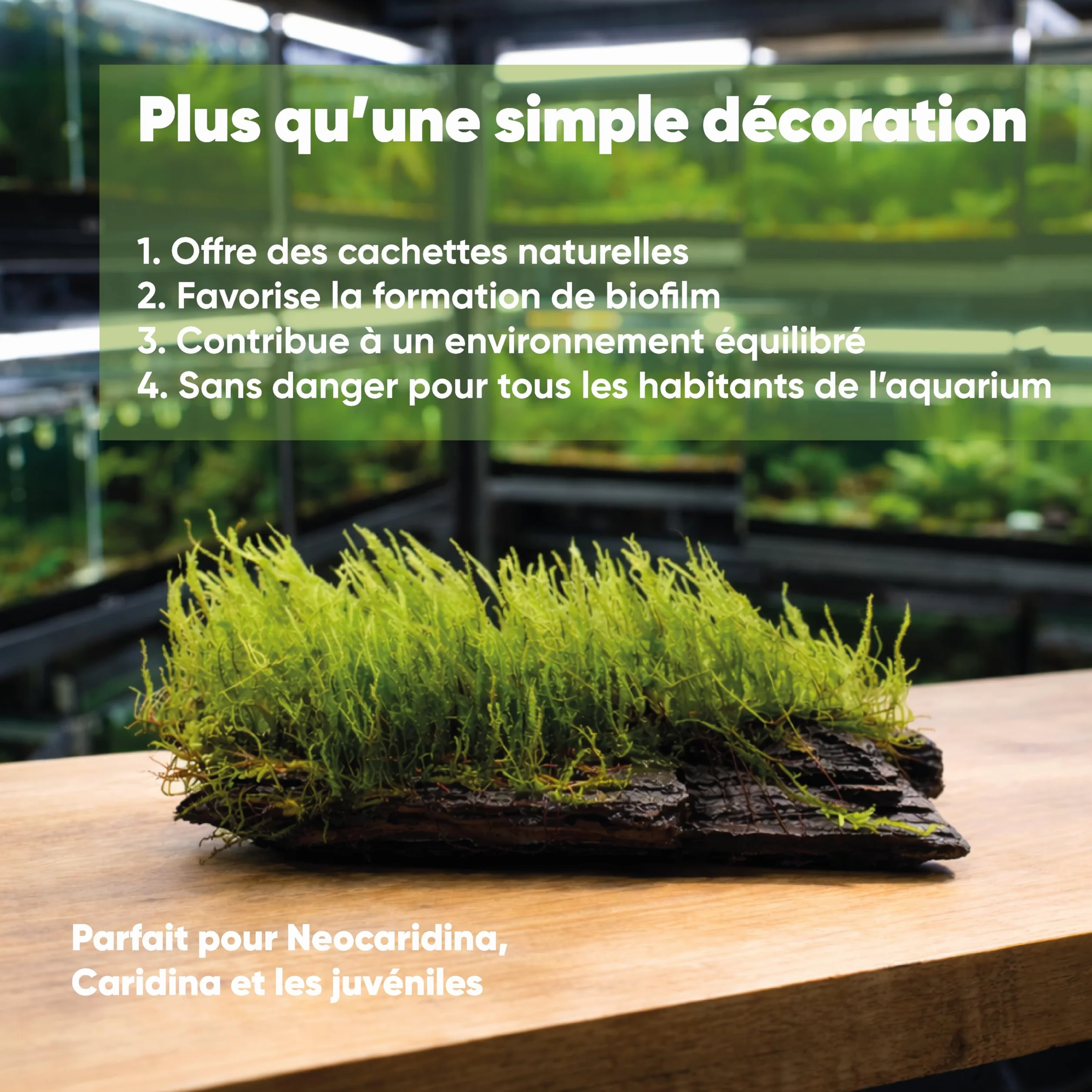 Mousse d'aquarium Taxiphyllum sp. sur racine 15 cm – décoration naturelle pour aquarium d'eau douce