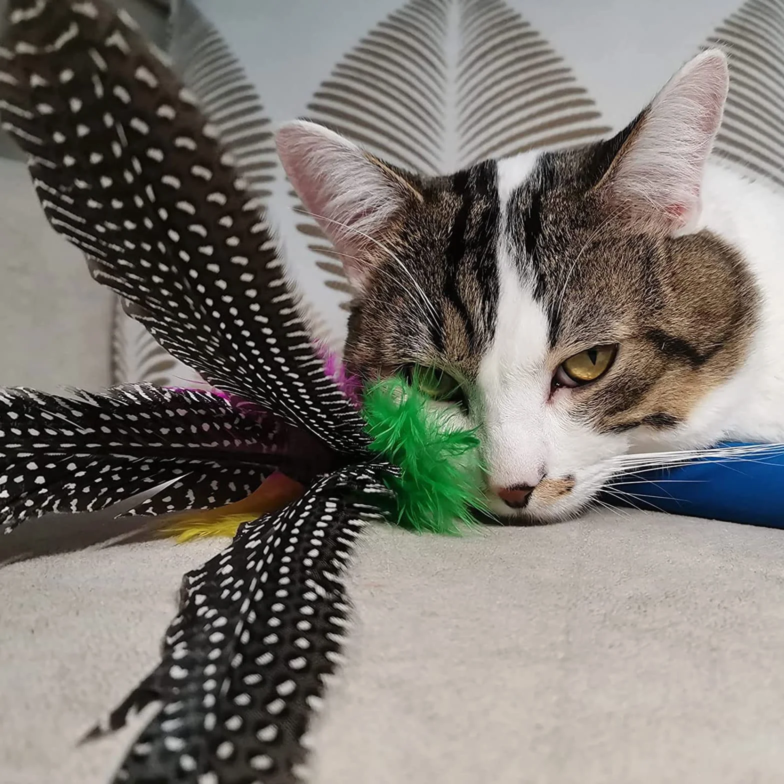 Jouet Chat Plume Canne à Pêche Interactive avec 8 Recharges pour Chats et Chatons 9 Pièces