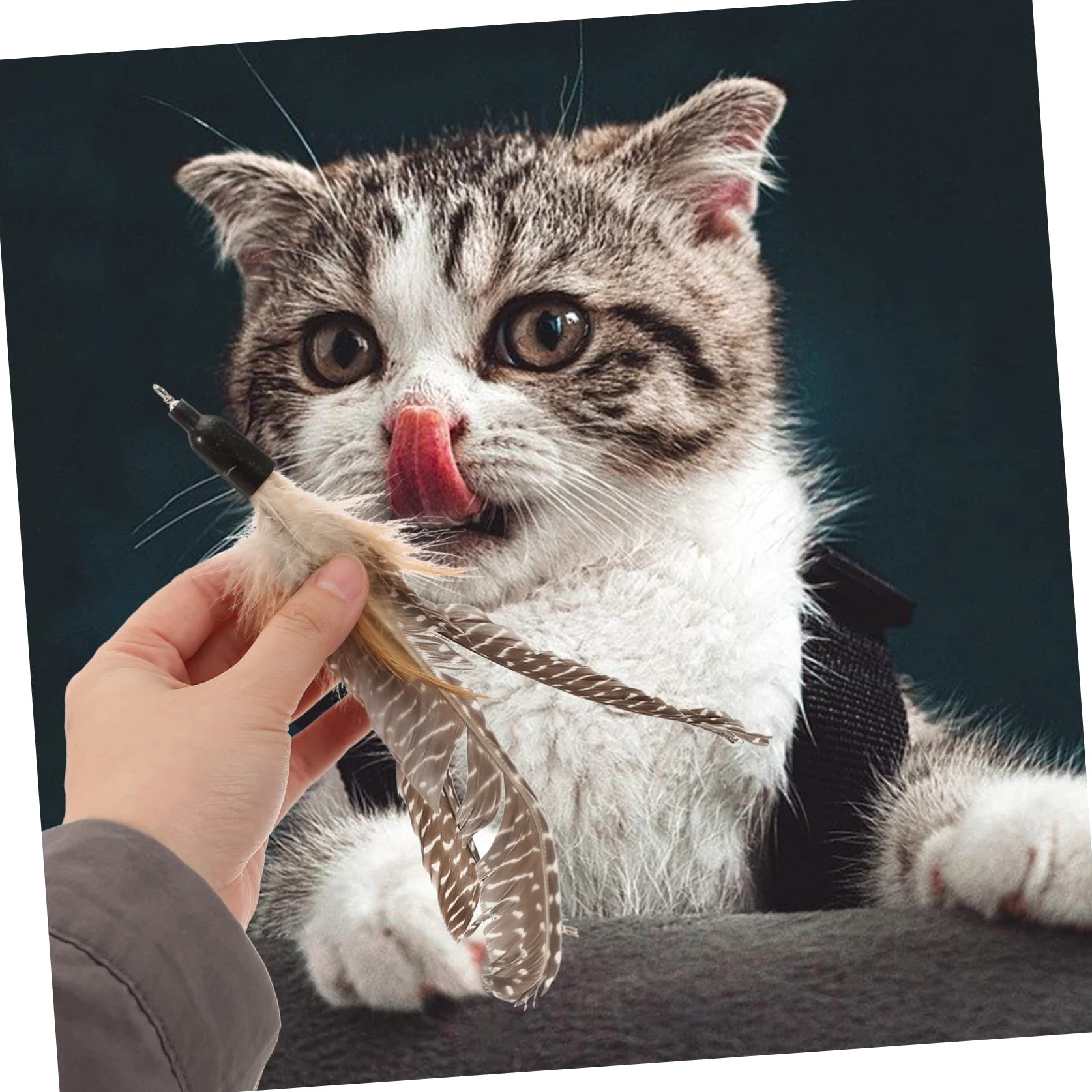 BESPORTBLE 32 Pièces Recharge Chat Teaser Chat Jouet interactif Jouet pour Chat Interactive Cat Toy Jeux pour Chat Baguettes de Chat Remplacement des Baguettes Teaser Chat la Plume