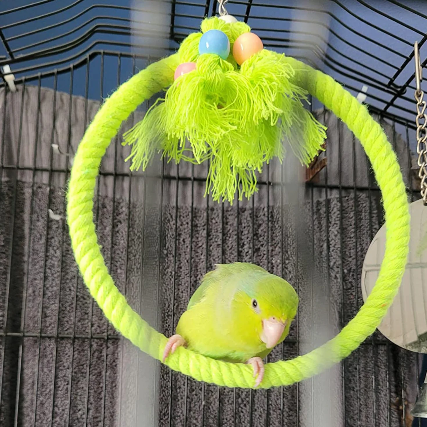 Balançoire pour Oiseaux en Corde de Coton, Anneau pour Perruche Calopsitte Canari