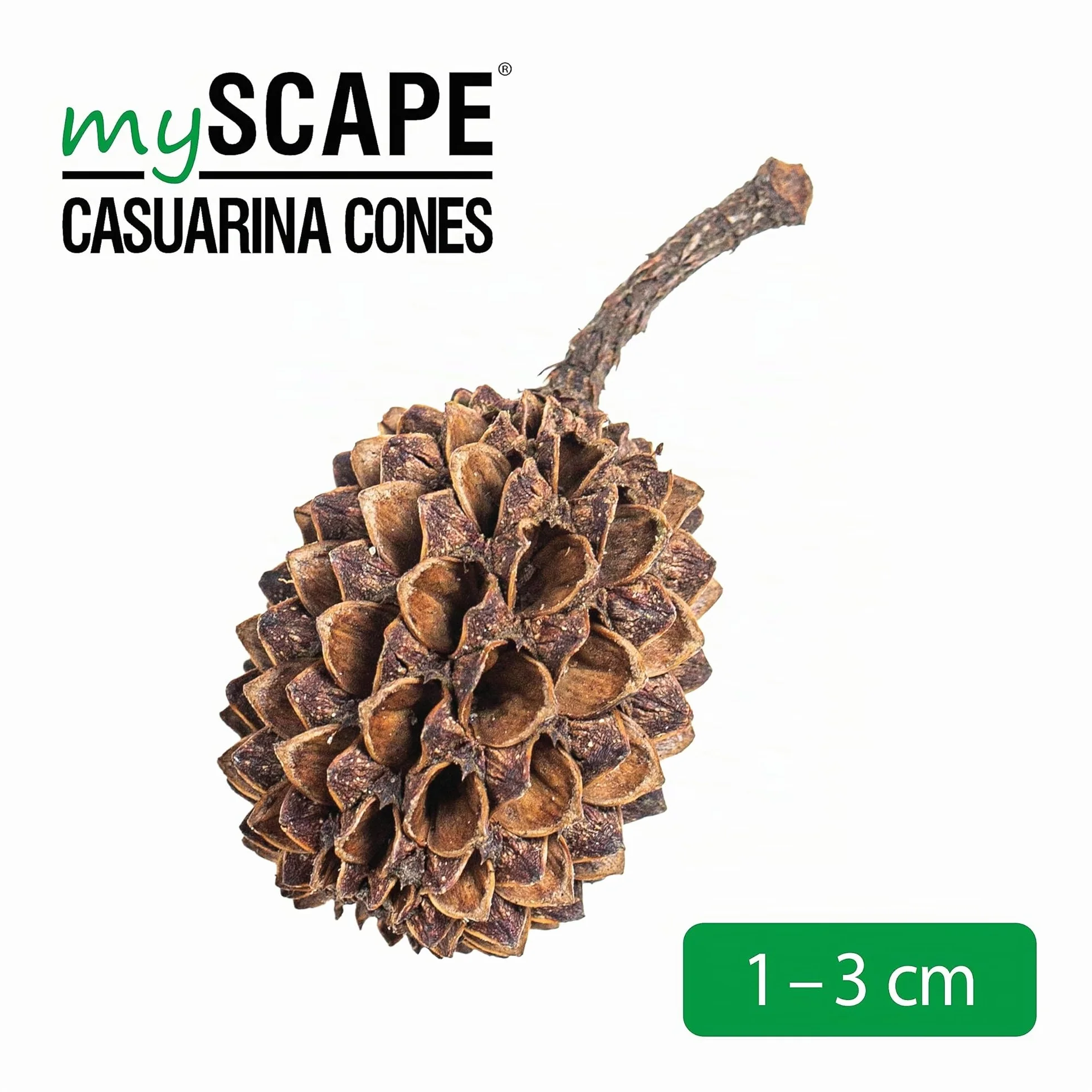 ARKA mySCAPE-Casuarina Cones 50 pièces Conditionneur d'eau Naturel Aquariums d'eau Douce Crevettes