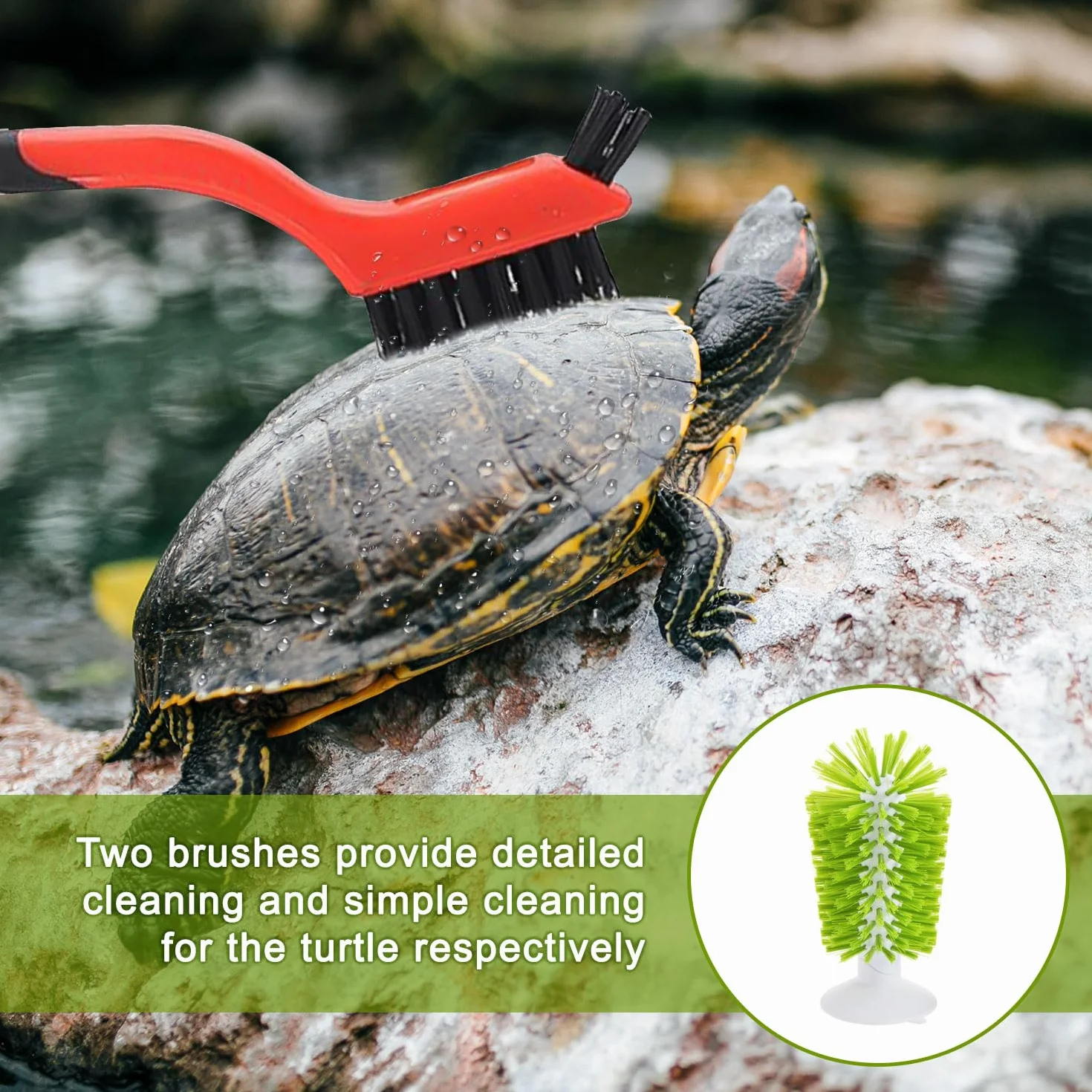 2 brosses à tortue avec ventouse, brosse nettoyage écailles exfoliante accessoires tortue vert