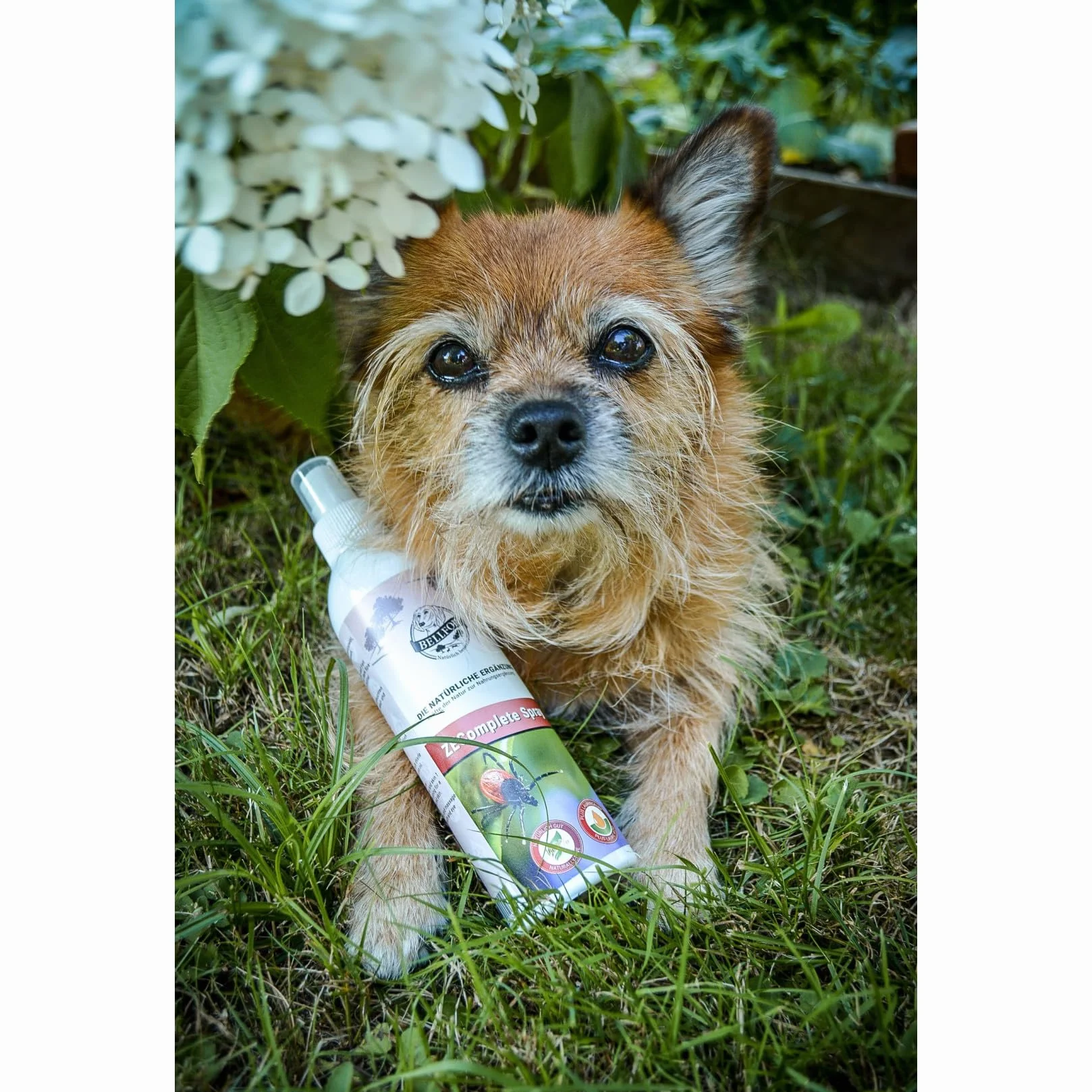 Bellfor Anti-Tiques Spray Chien 250 ML Protection Naturelle Contre Les Tiques à Base d'Huile de Coco Répulsif Longue Durée
