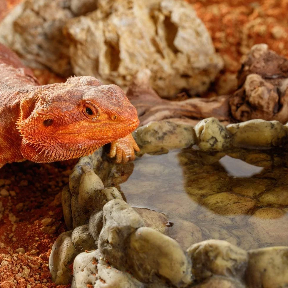 Exo Terra Corner Water Dish Bol à Eau d'angle pour Reptiles Taille XL