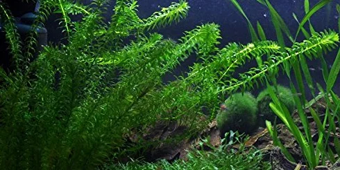 Egeria densa Elodea densa 2 Bouquets Plante Vivante Aquarium