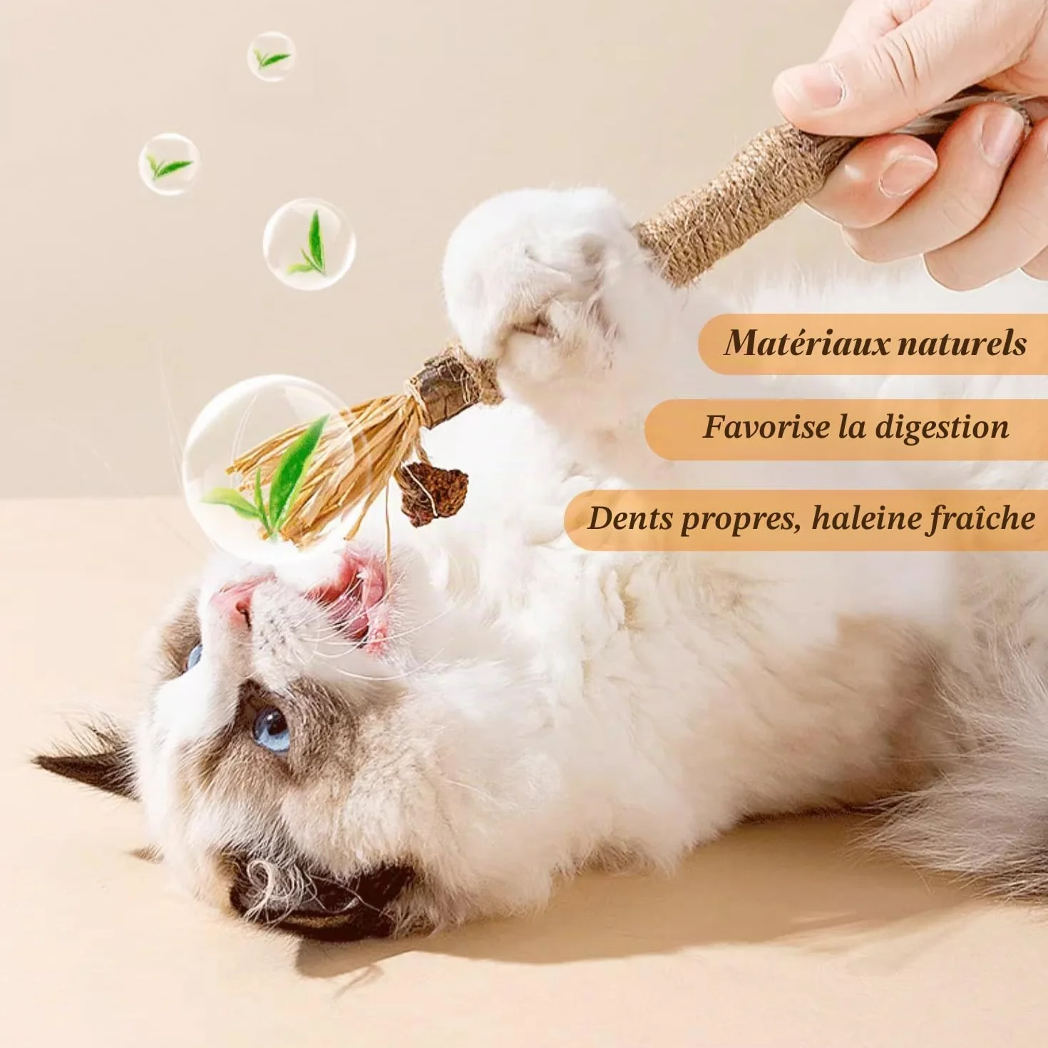 Lot de 6 bâtonnets d'herbe à chat en bois à mâcher pour soins dentaires et mauvaise haleine