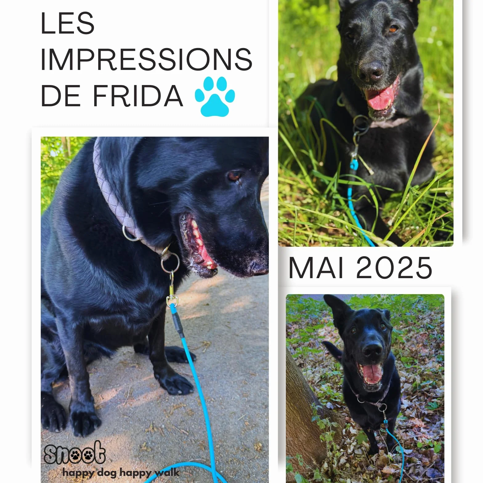 Laisse pour Chien 10 m Étanche Ronde sans Boucle Cyan Bleu 35 kg