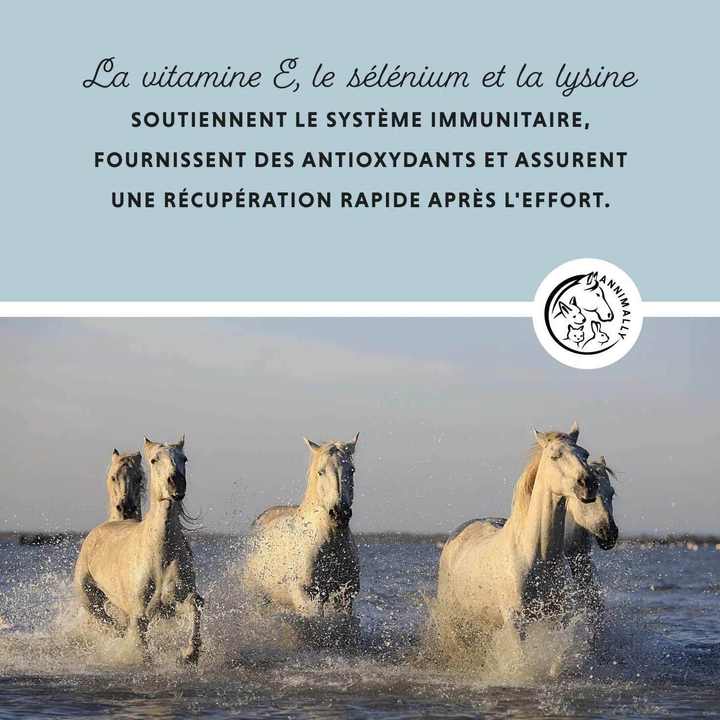 Annimally Sélénium, Vitamine E, L-Lysine Poudre pour Chevaux 800g - Complexe de Vitamine E, L-Lysine et Sélénium pour Soutenir la Musculature et Les Performances - Complément Alimentaire pour Cheval