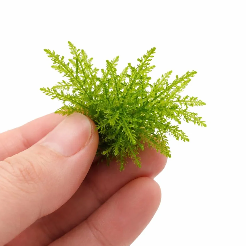 Taxiphyllum sp. in vitro plante aquarium vivante mousse sans parasites aquascaping nano aquarium Taiwan 2 pcs