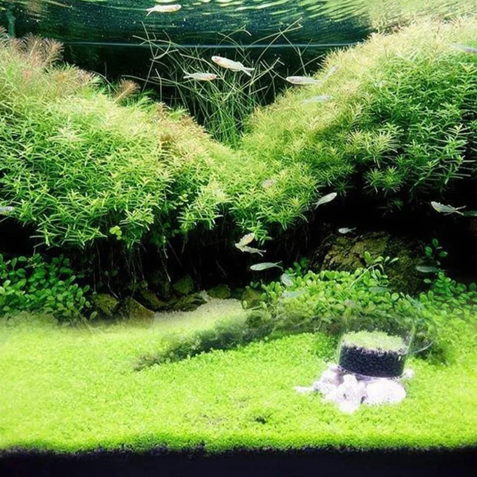 Graines d'herbe d'eau d'aquarium 100pcs décor paysage plante hydrophile réservoir poissons