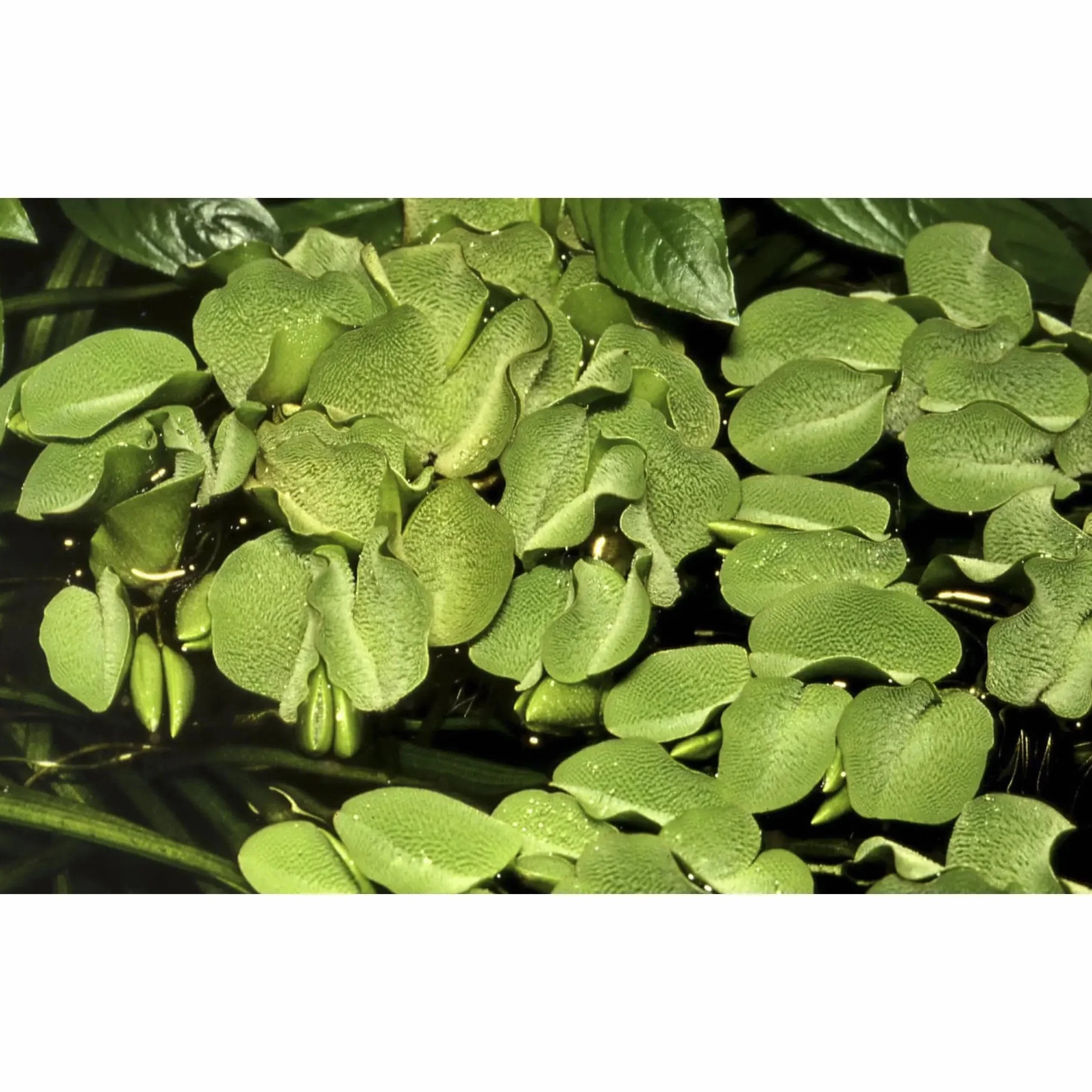 Tropica Salvinia auriculata 1-2-GROW!