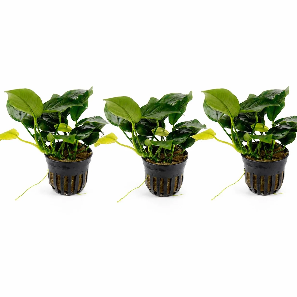 Set de 3 plantes d’aquarium vivante eau douce, plante décorative pour aquarium poissons crevettes – Nana
