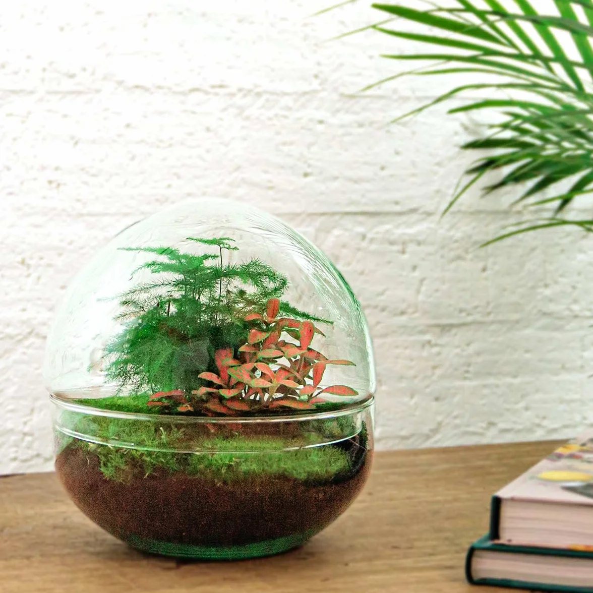 Kit DIY Terrarium Dôme Écosystème avec Plantes 20 cm