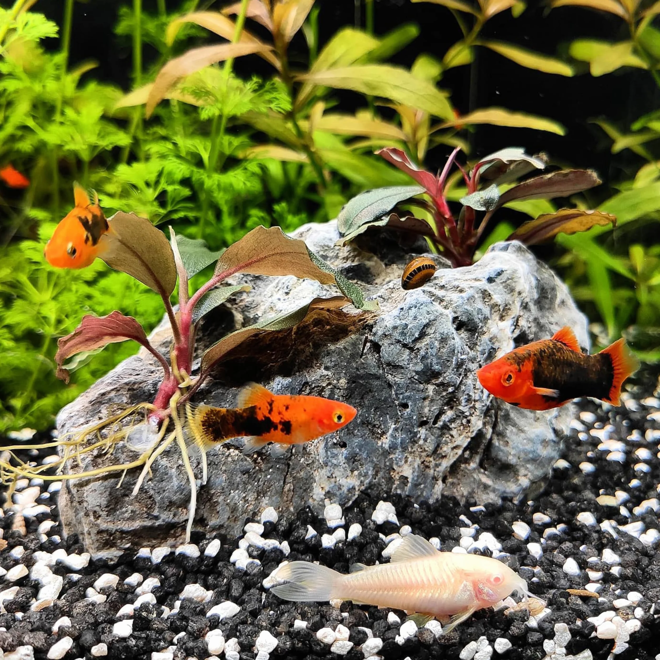 ARKA mySCAPE-Rocks Seiryu Pierres Naturelles d'aquascaping pour Aquariums d'Eau Douce et Terrariums