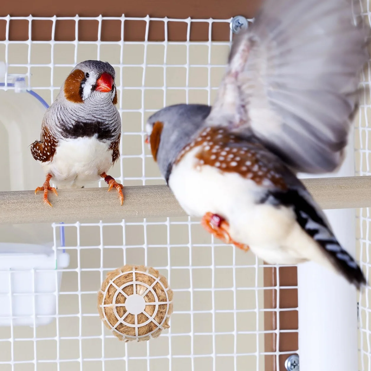 HEMOTON Matériaux de Nidification Souples en Coton et Jute pour Cage à Canari