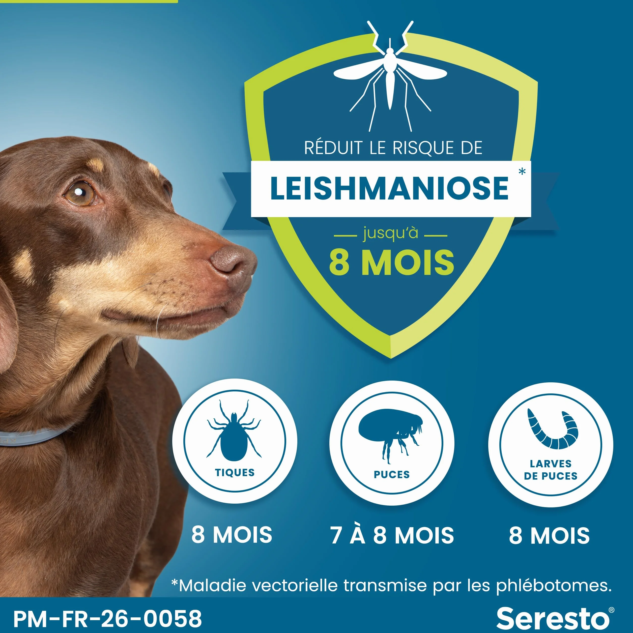 Seresto Collier Petits Chiens 2 Colliers anti puces anti tiques longue durée 7-8 mois Gris