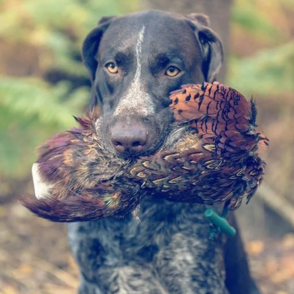 Romneys Fasanendummy 500 g avec véritable robe en plumes flottant pour formation chiens de chasse