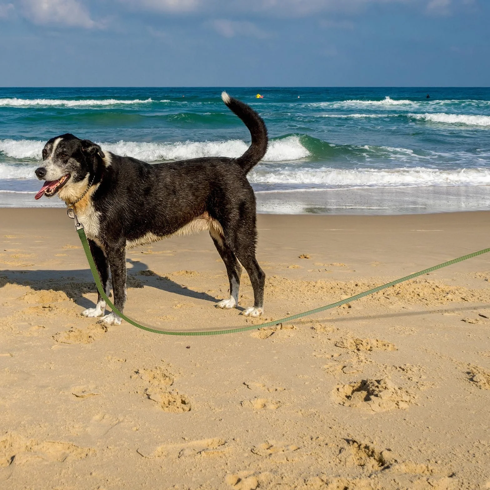 Wolfone Longe pour Chien 5 m Réfléchissante Dressage Plein Air Vert