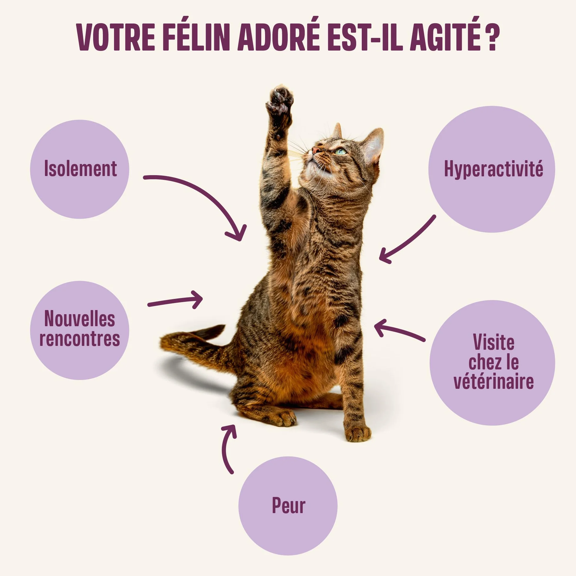 ivvi Calmant pour Chat Relax Essence Crème à Lécher Anti-Stress Chat Camomille L-Tryptophane Magnésium 30 x 15g