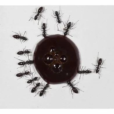 AntHouse 10ml Nectar protéines pour Fourmis Reines et Colonies
