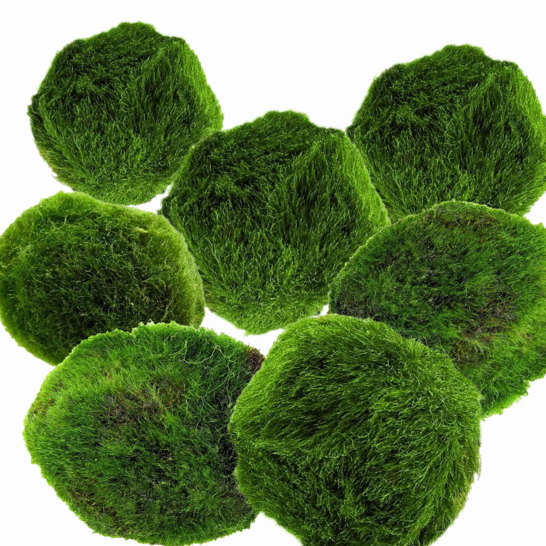 Marimo Moss Balls Lot de 7 – Plante Aquarium Vivante Naturelle – Filtre Biologique – Décoration Écologique – 3–4 cm – Nano Aquarium