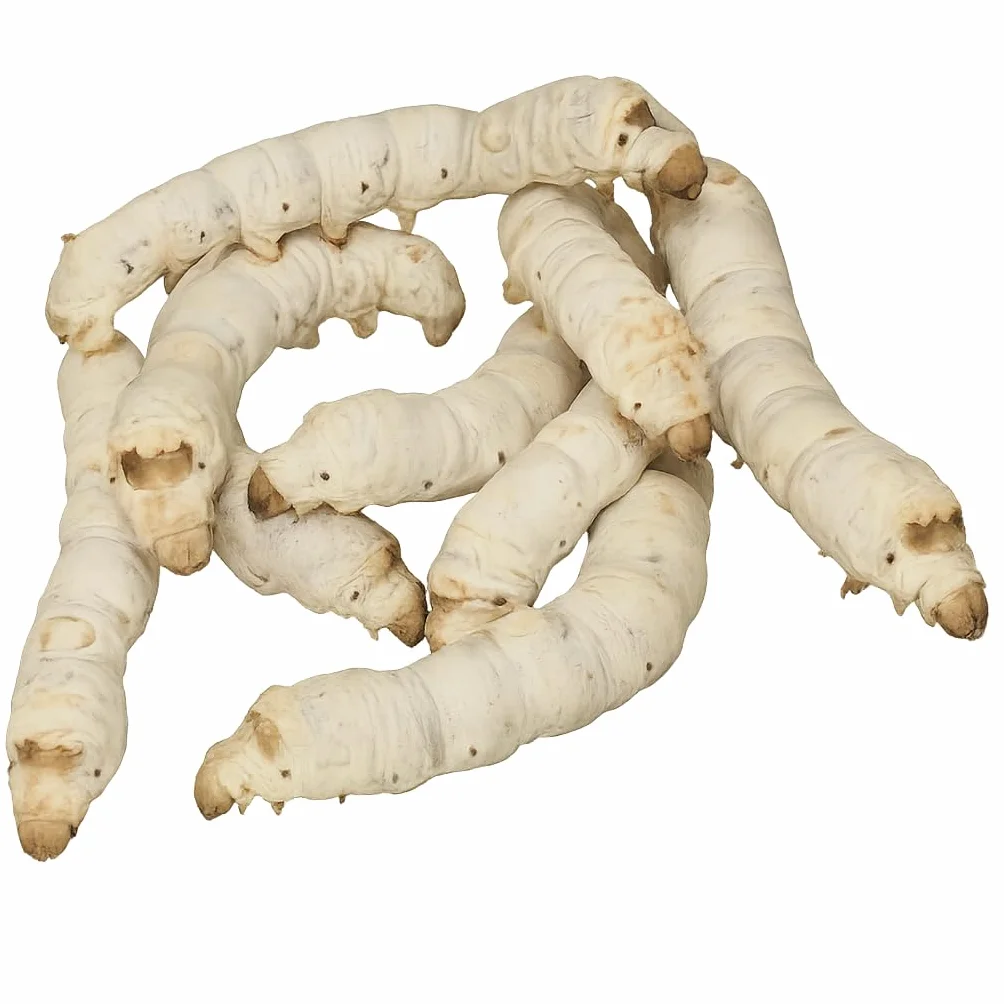 Vers à Soie Race Galera 50 Oeufs Cocons de Soie Naturels Blanc
