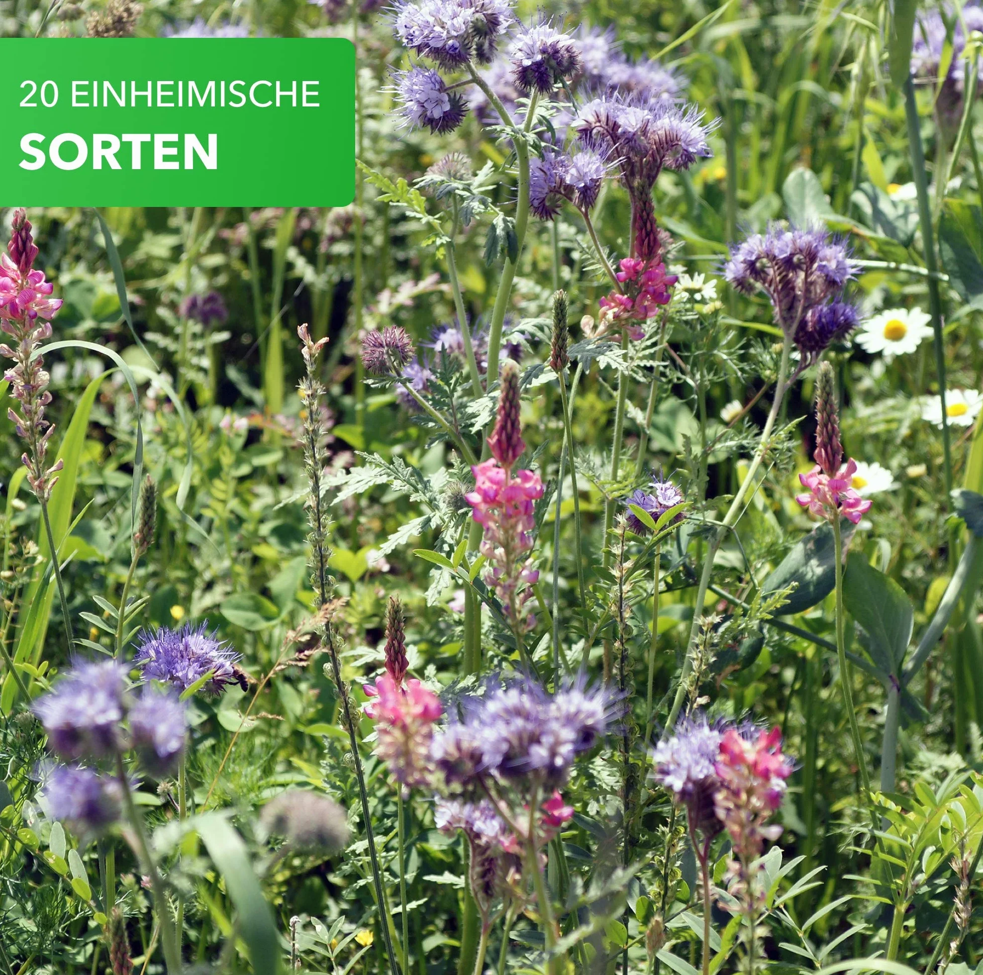 Magic of Nature Mélange Graines Fleurs Prairie Fleurie Mellifère 5kg 20 Variétés 1500-2500 m²