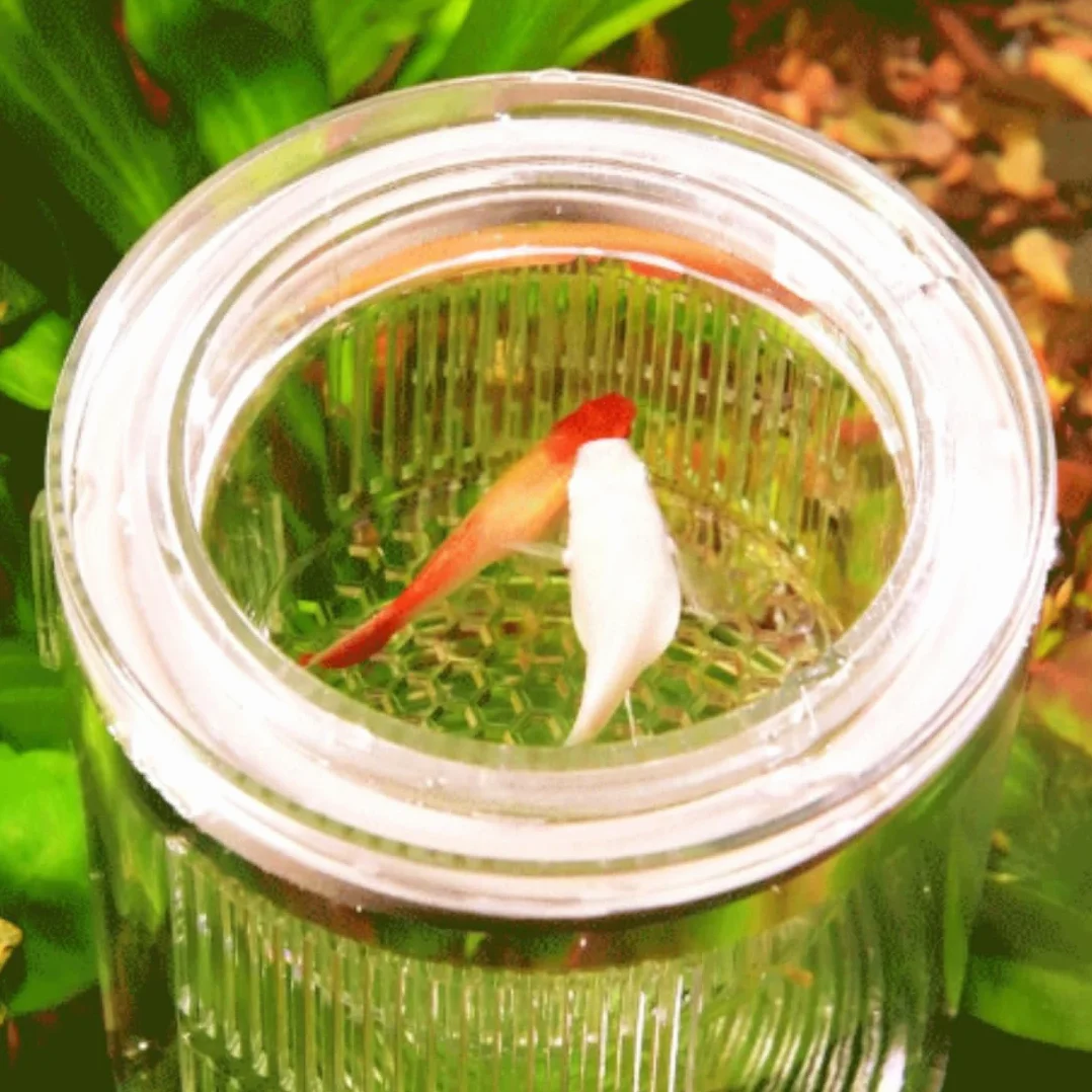 Forme Cylindrique Boîte D'éLevage pour Aquarium, Boîte D'éLevage pour Poissons D'Aquarium, Double Couche, Transparent, Incubateurs avec Ventouses, pour Poissons Agressifs Blessés
