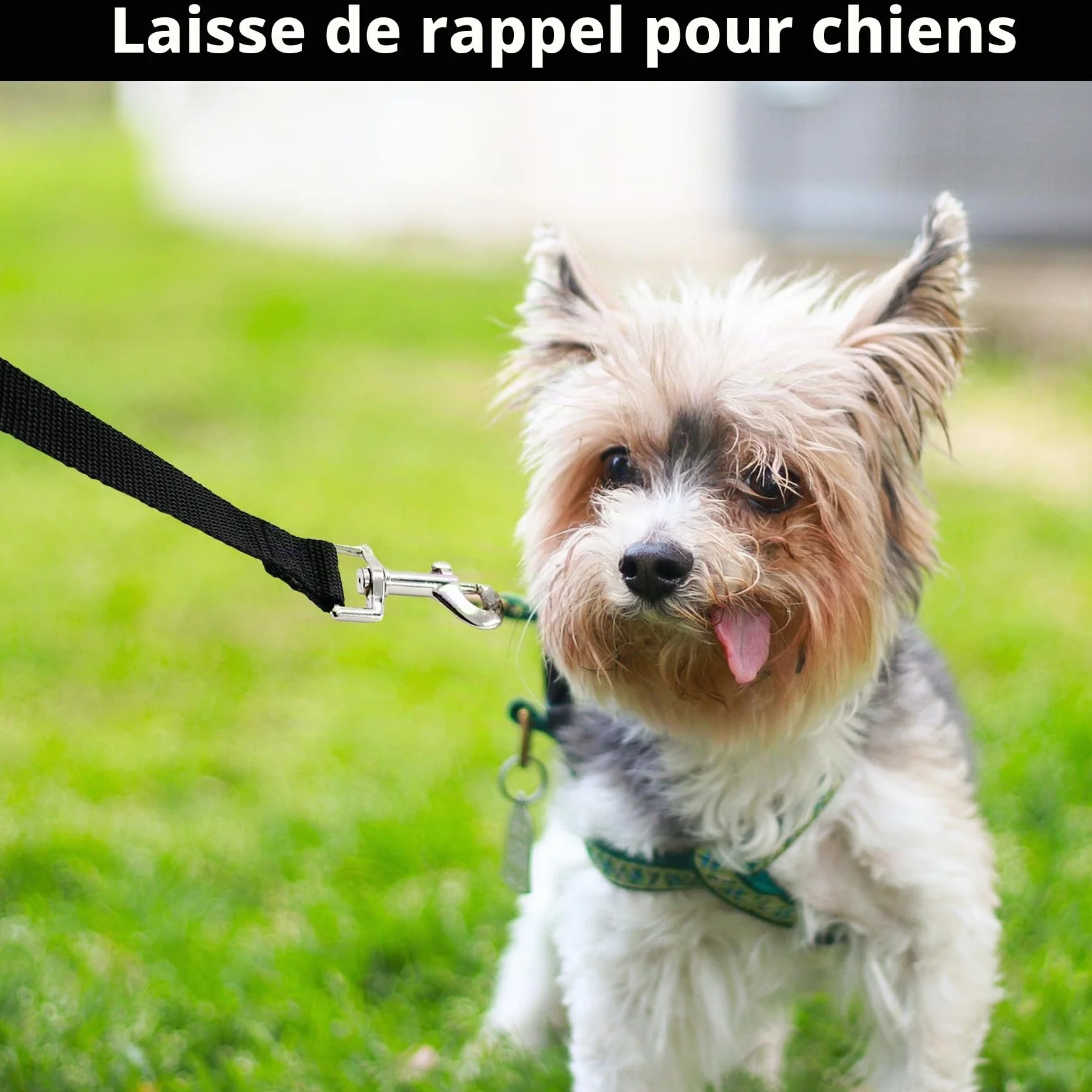 Laisse pour chien 5 m de CiciIng, Laisse imperméable avec dragonne et mousqueton à 360°, Laisse robuste pour l'entraînement pour chiens de petite, moyenne et grande taille