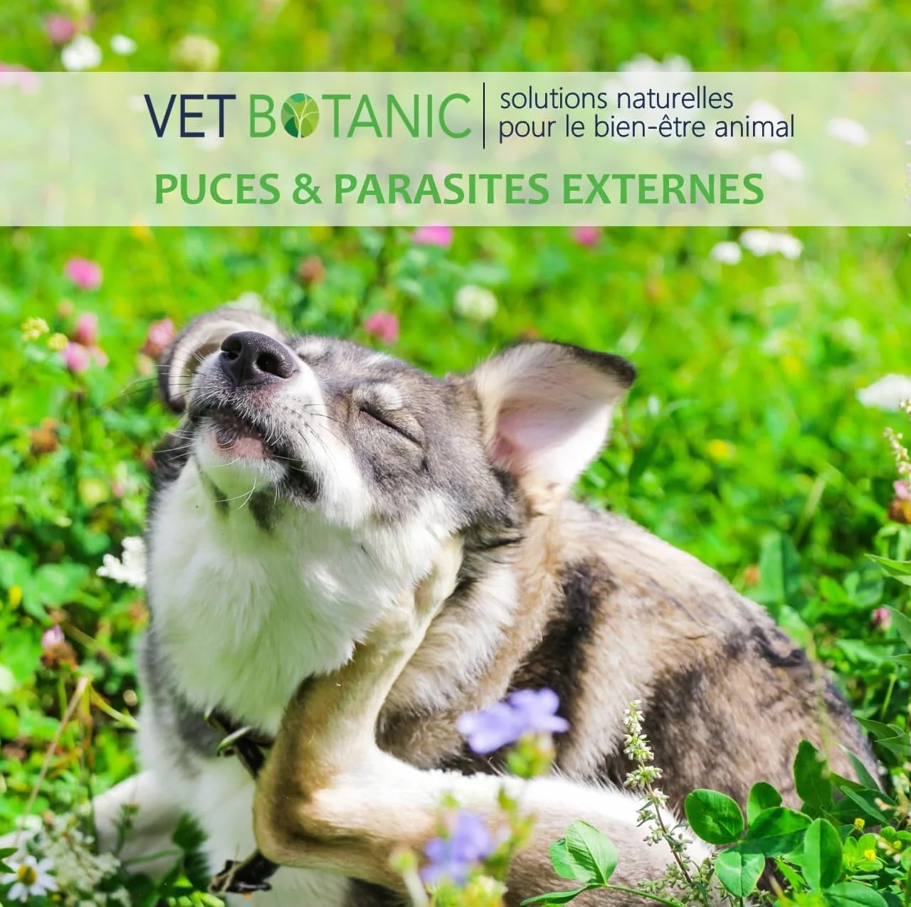Terre de diatomée Chiens et Chats Parasites externes 100g