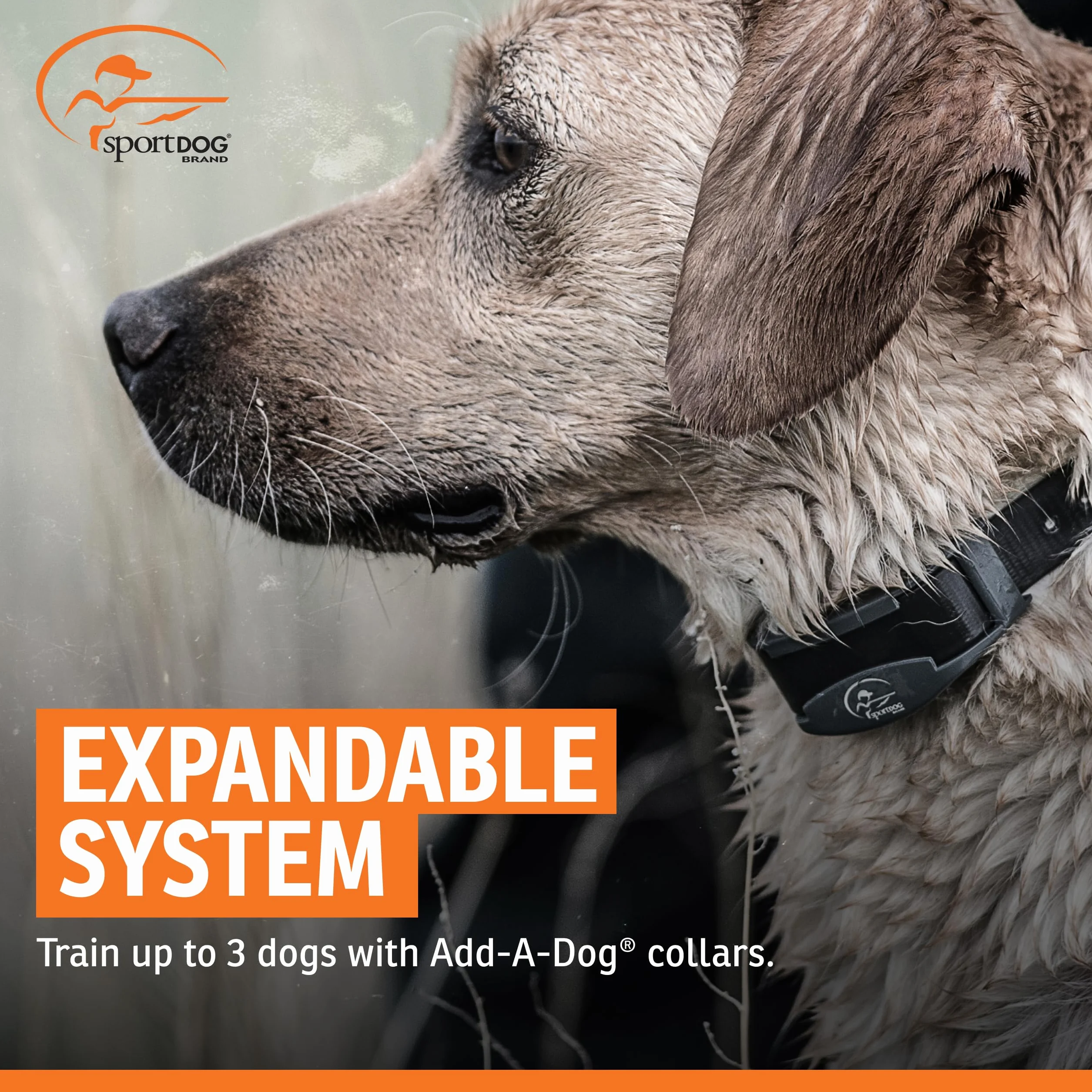 SportDOG - Collier de Dressage pour Chien avec Télécommande SportTrainer, Submersible, 10 Niveaux de Stimulation Statique, Vibration et Signal Sonore - Rechargeable - Portée 800 m