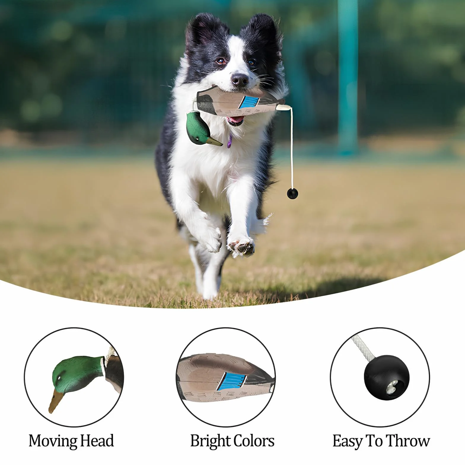 Factice Canard Dressage Chien, Jouet Entraînement Chasse Chien Retriever