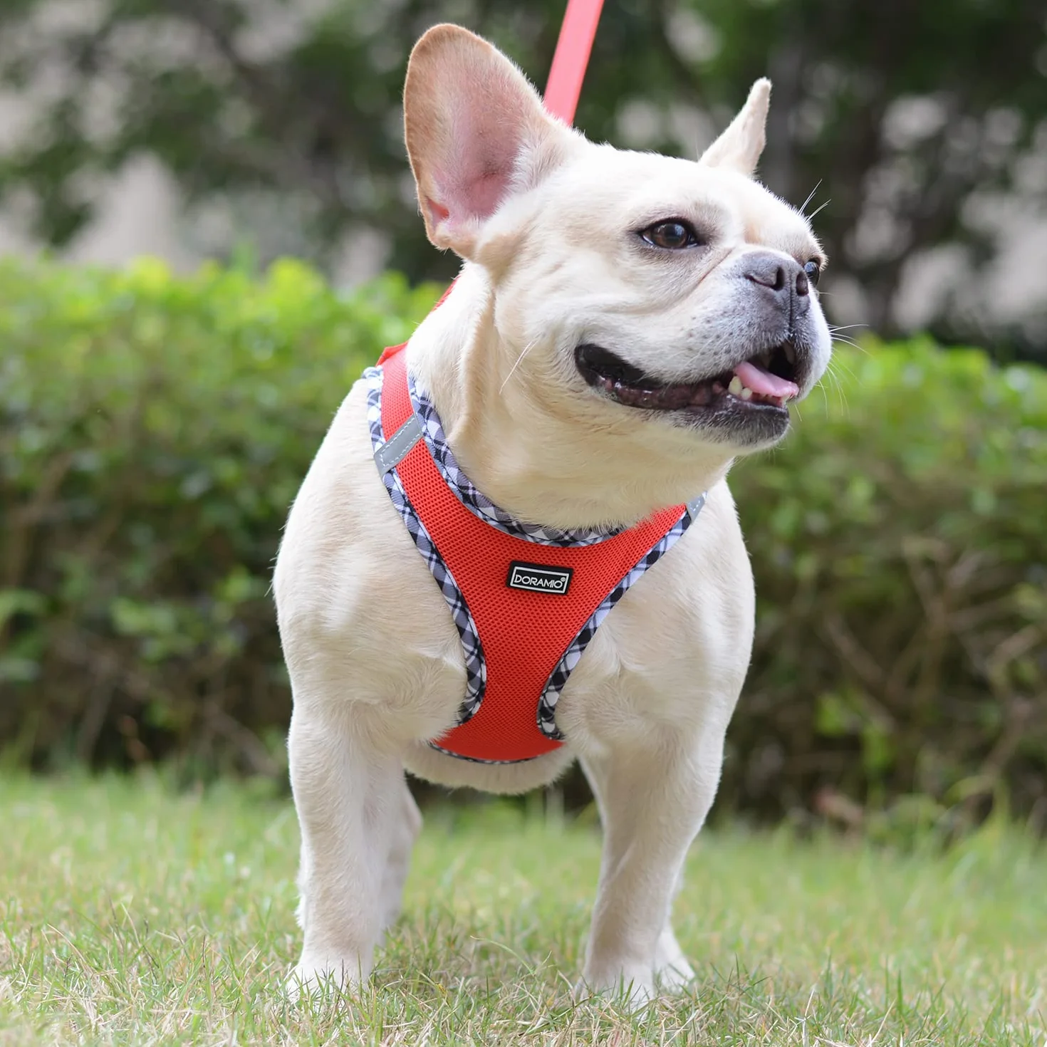 Harnais Chien Réfléchissant Respirant Mesh Doux Confort Réglable avec Laisse pour Petits Chiens Chats Marcher Courir (Rouge, S)