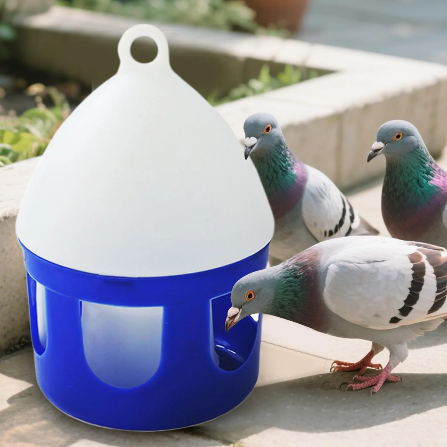 Abreuvoir pour Pigeons 2 litres Antifuite Amovible pour Oiseaux