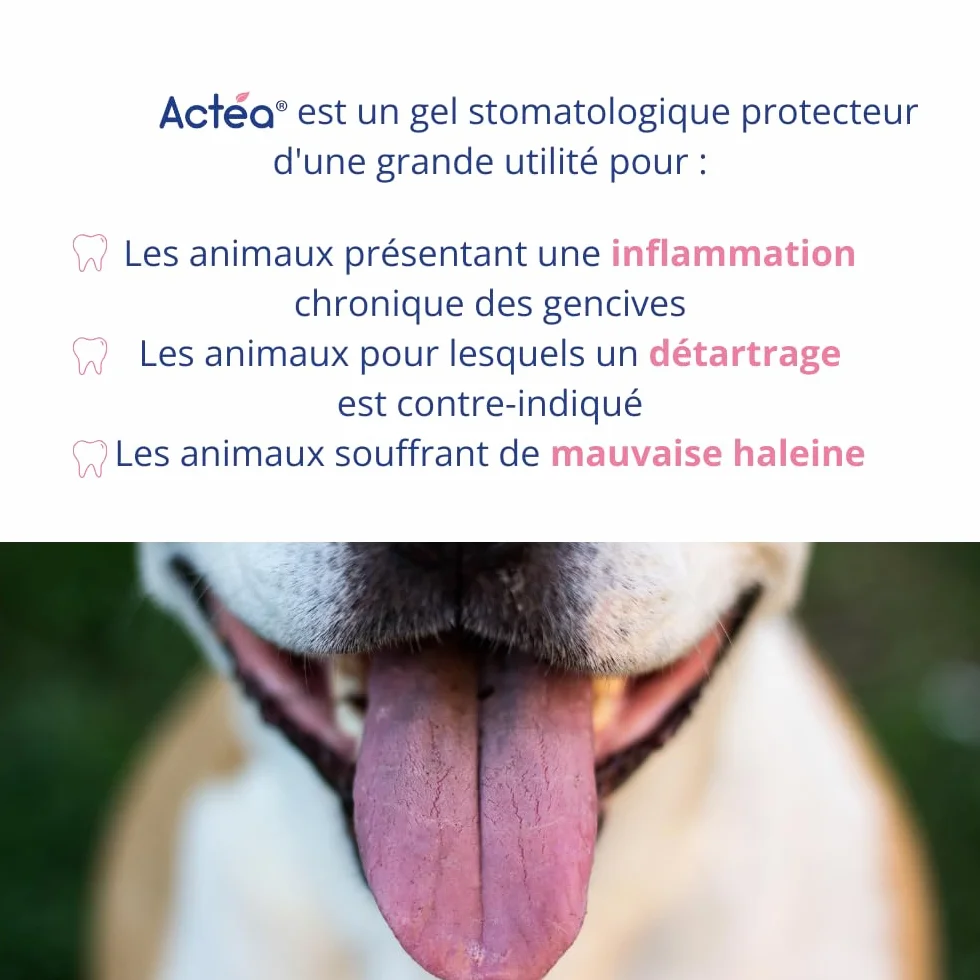 Anidev Actéa Buccal Gel apaisant gencives Chien Chat Hygiène bucco Dentaire 15 ML