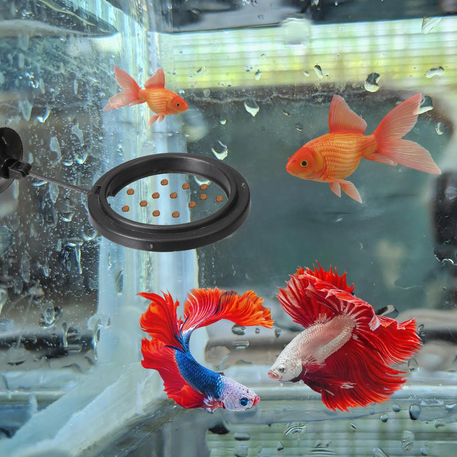 Lot de 2 anneaux d'alimentation pour poissons d'aquarium - Distributeur automatique avec ventouses - Noir
