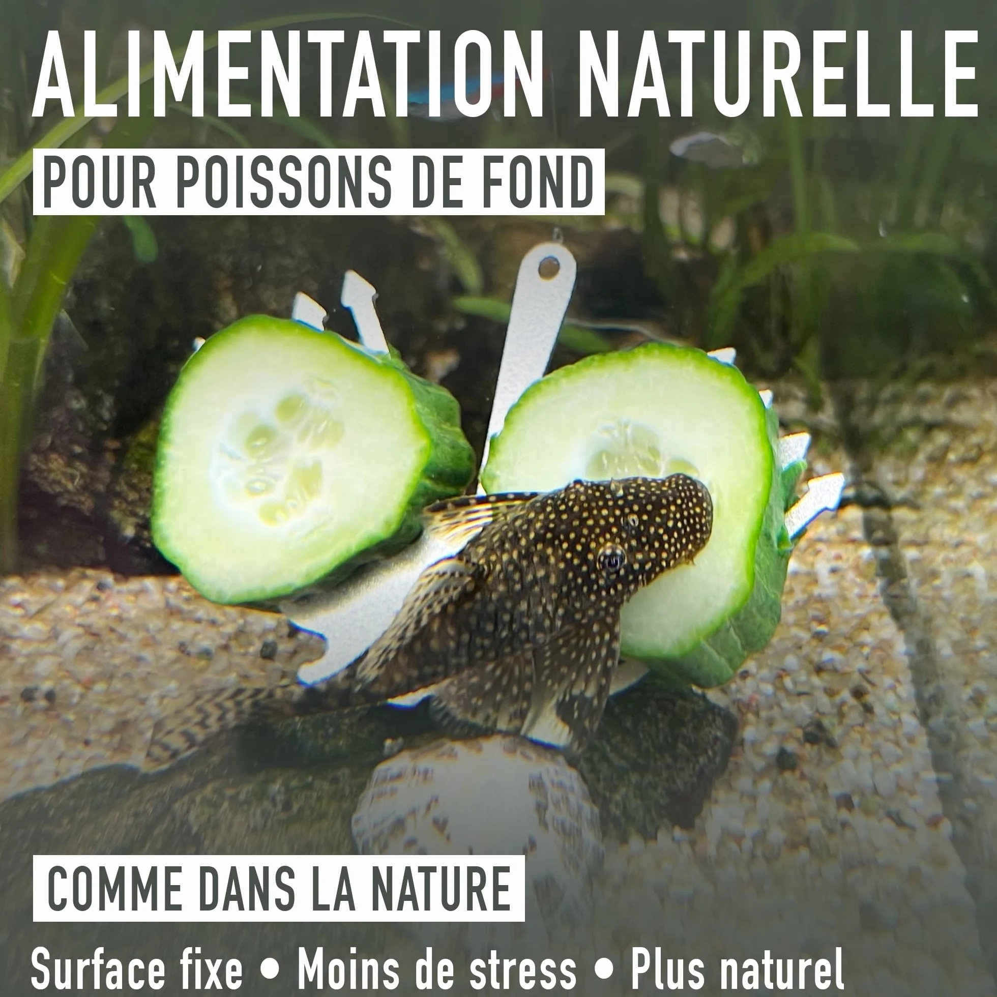 Support Concombre Aquarium INOX – Porte Légumes pour Pleco & Poissons de Fond – Ventouse Stable