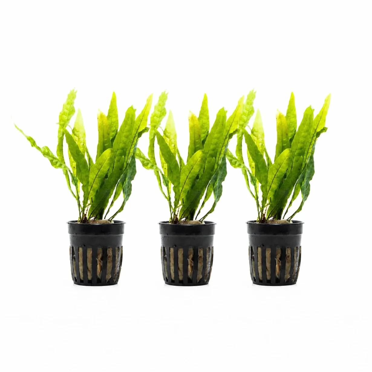 Microsorium pteropus plante aquarium vivante eau douce, Java 3 pcs