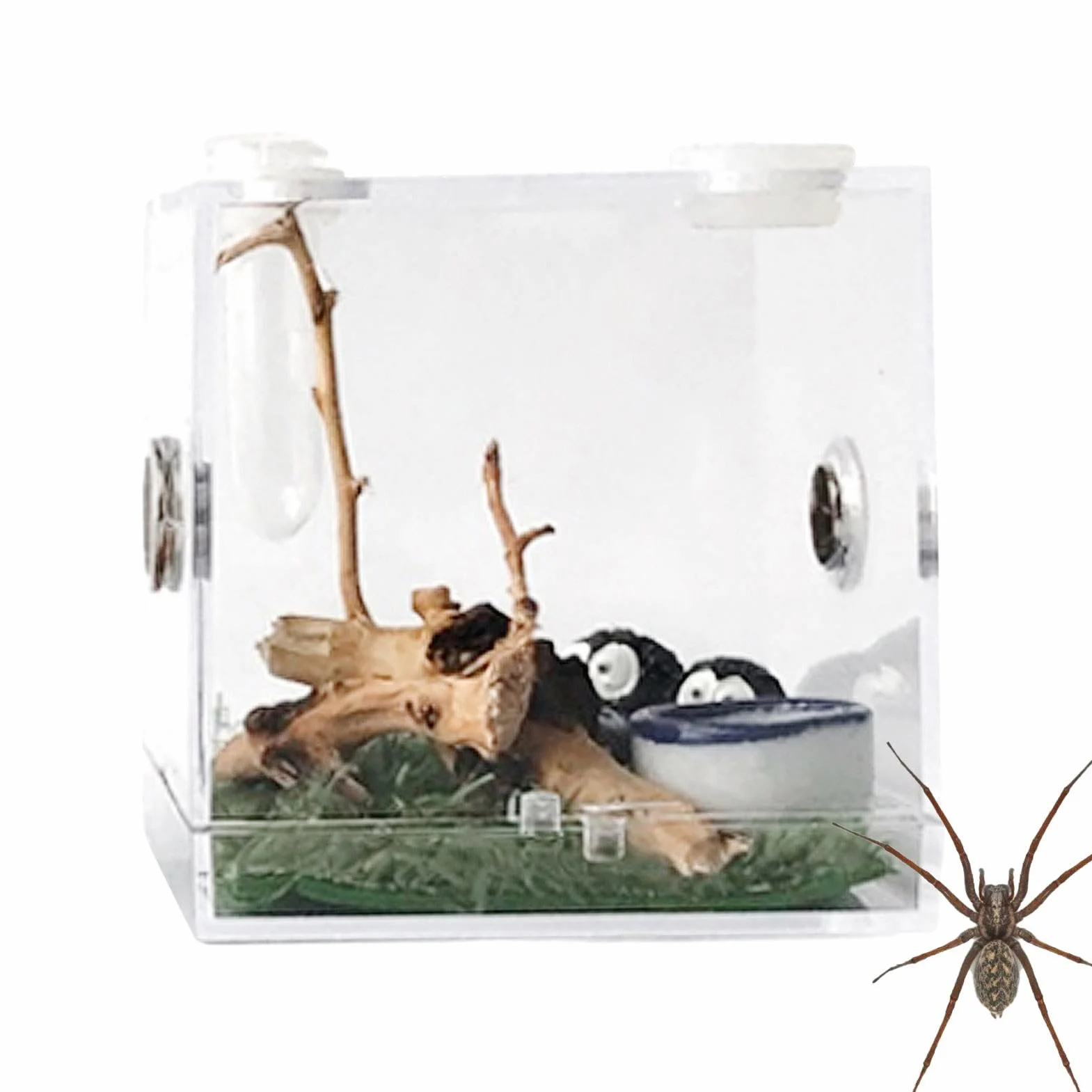 Terrarium acrylique pour araignée sauteuse avec motif d'alimentation, enclos pour reptile tarentule