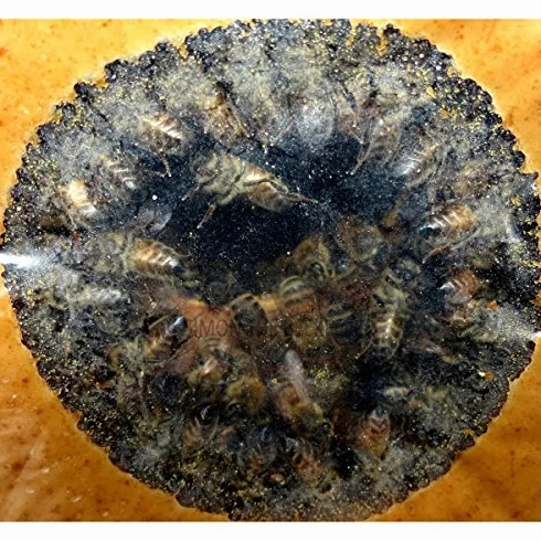 PROTEICO Nourriture pour Apiculture 1 kg