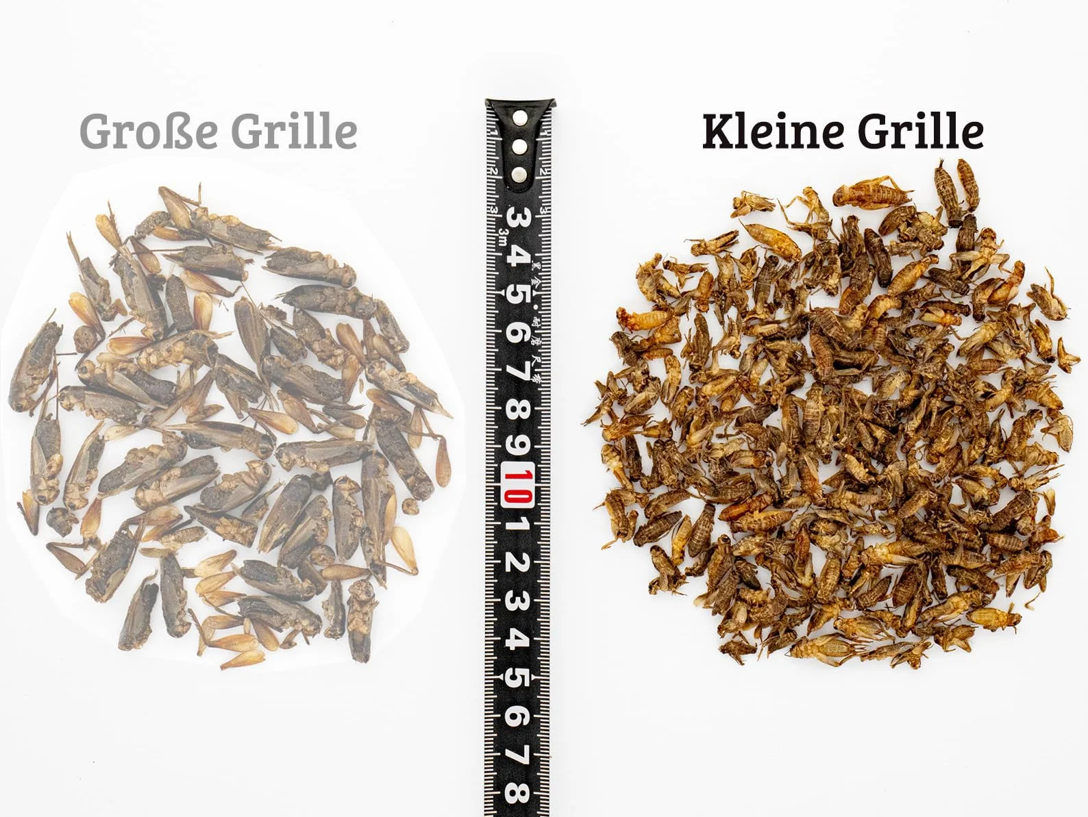 UGF - Grillons séchés (Petits) - 80 g en Pot de 500 ML, Insectes, Nourriture pour Oiseaux Sauvages (Toute l'année), Tortues, hérissons, lézards, Poissons
